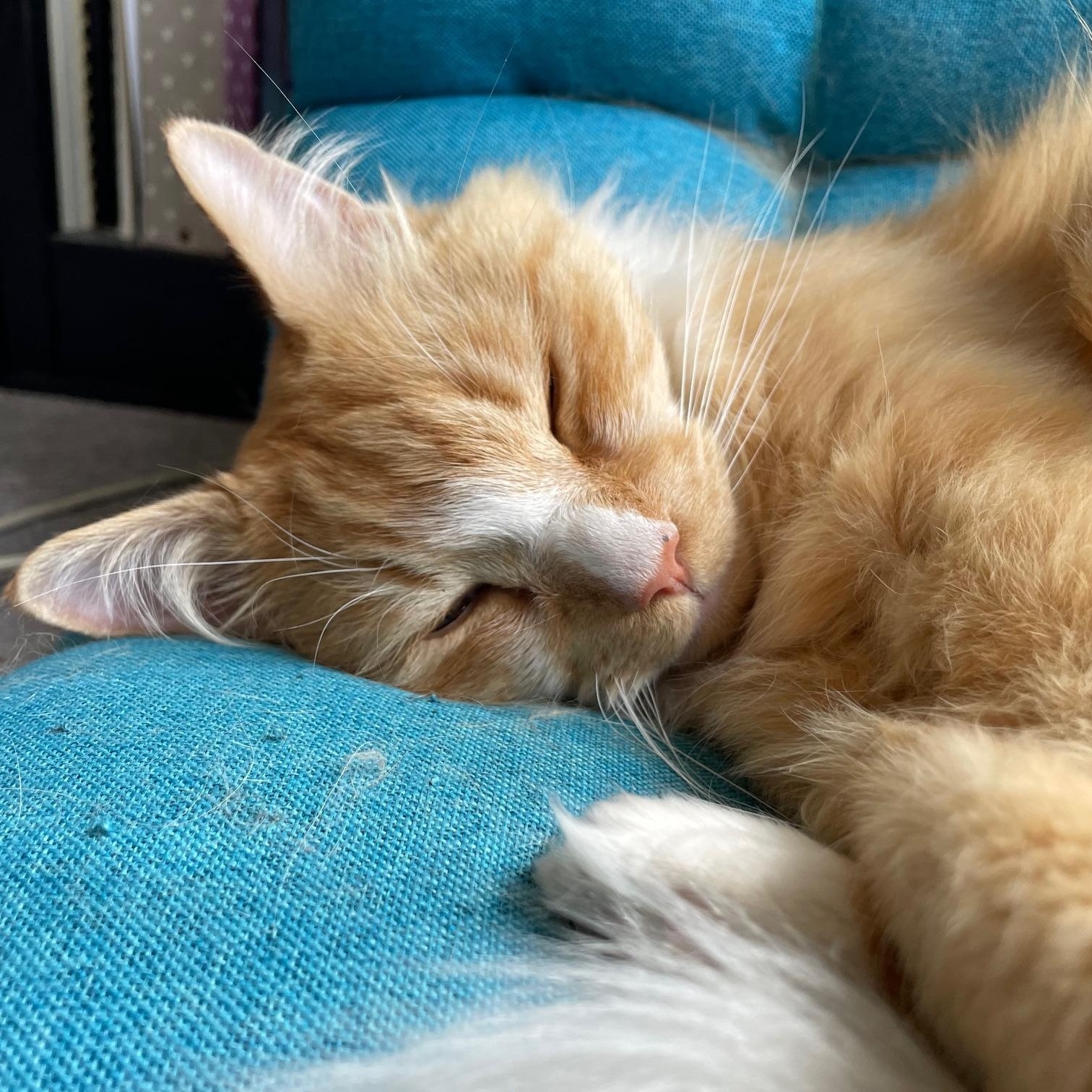 ***COURTESY LISTING*** Muta, an adoptable Domestic Long Hair in Moscow, ID, 83843 | Photo Image 1