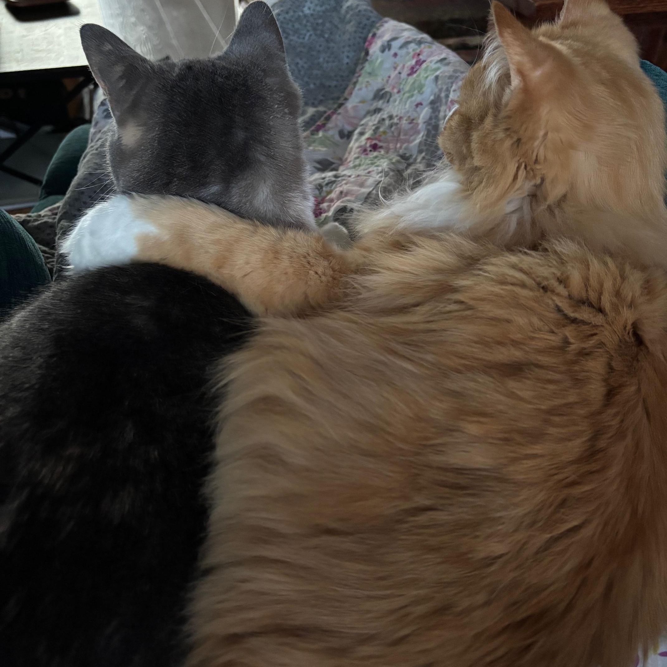 ***COURTESY LISTING*** Muta, an adoptable Domestic Long Hair in Moscow, ID, 83843 | Photo Image 3