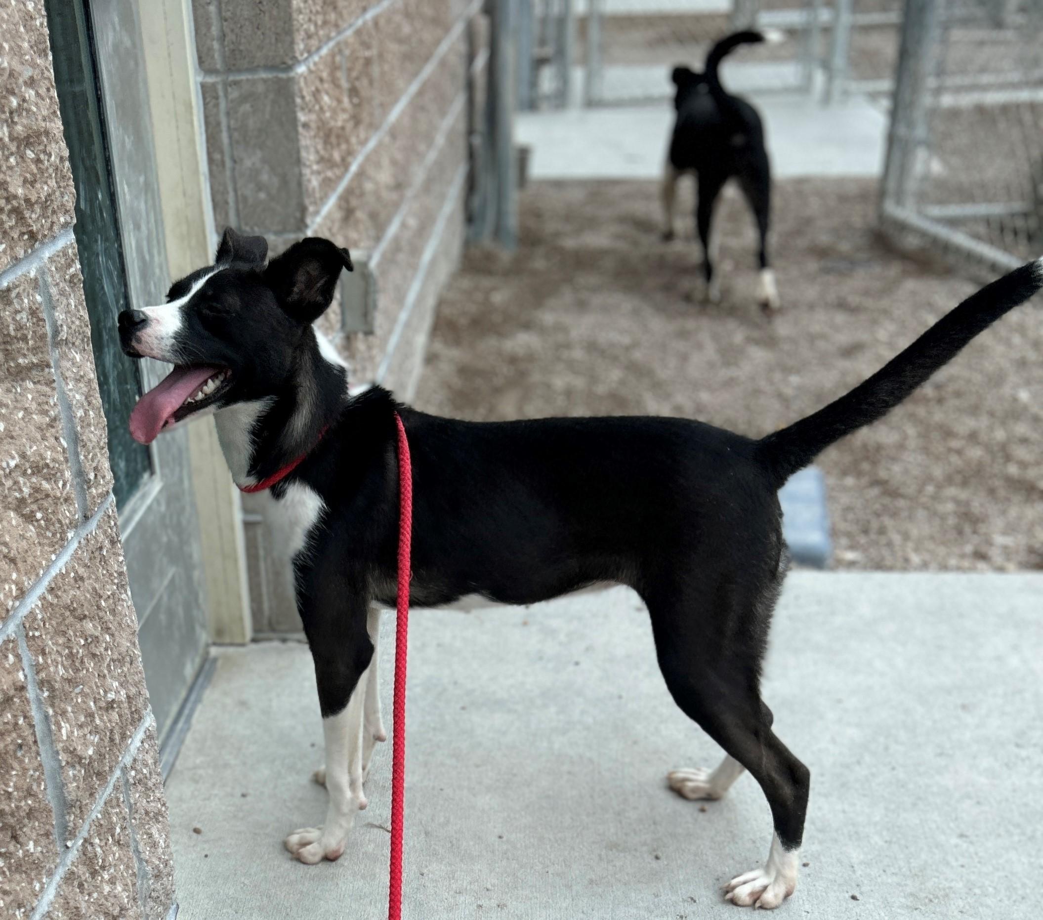 Enlarge 25-0515 "Anna), a Adoptable mixed breed in Leavenworth, KS image 5/5