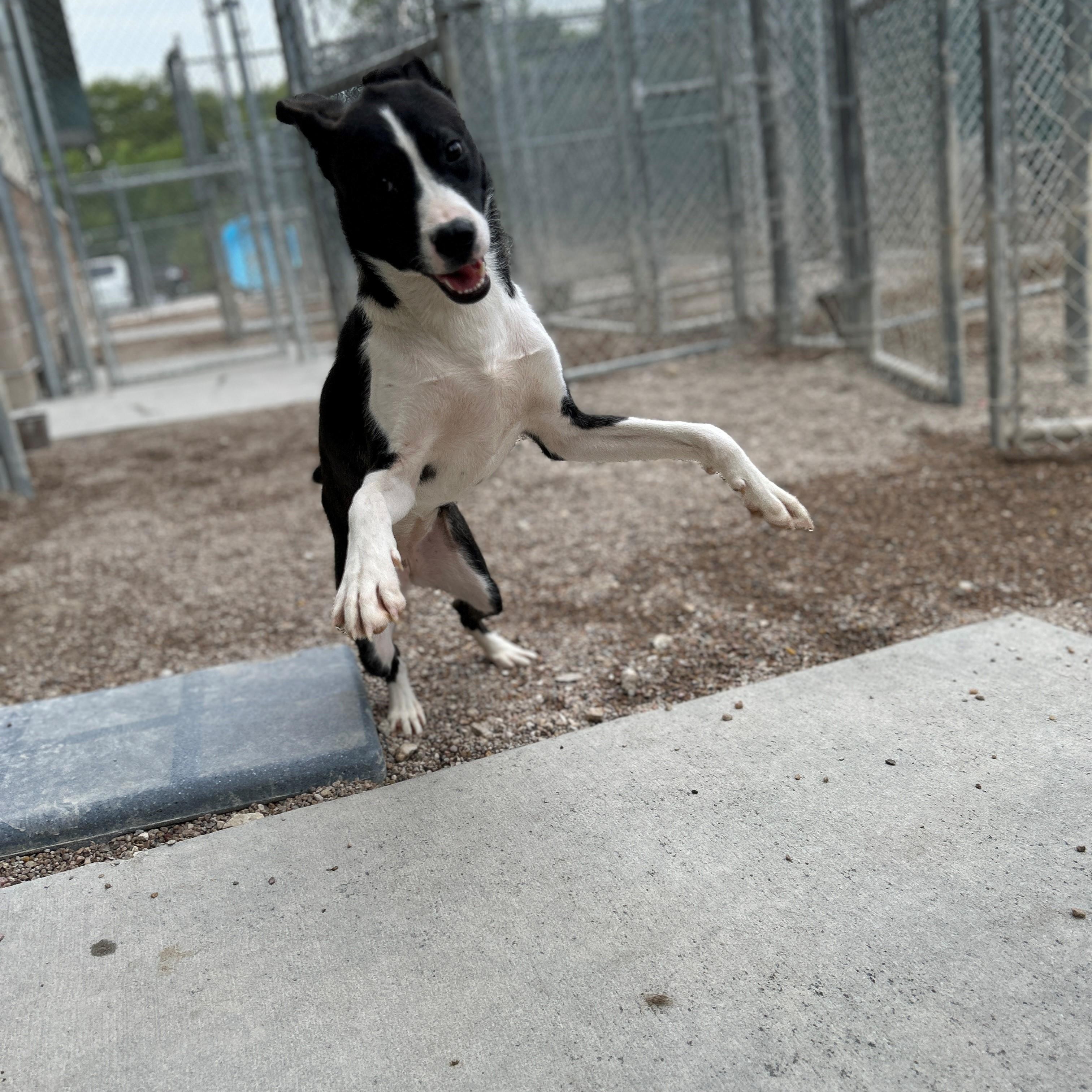 Enlarge 25-0515 "Anna), a Adoptable mixed breed in Leavenworth, KS image 2/5