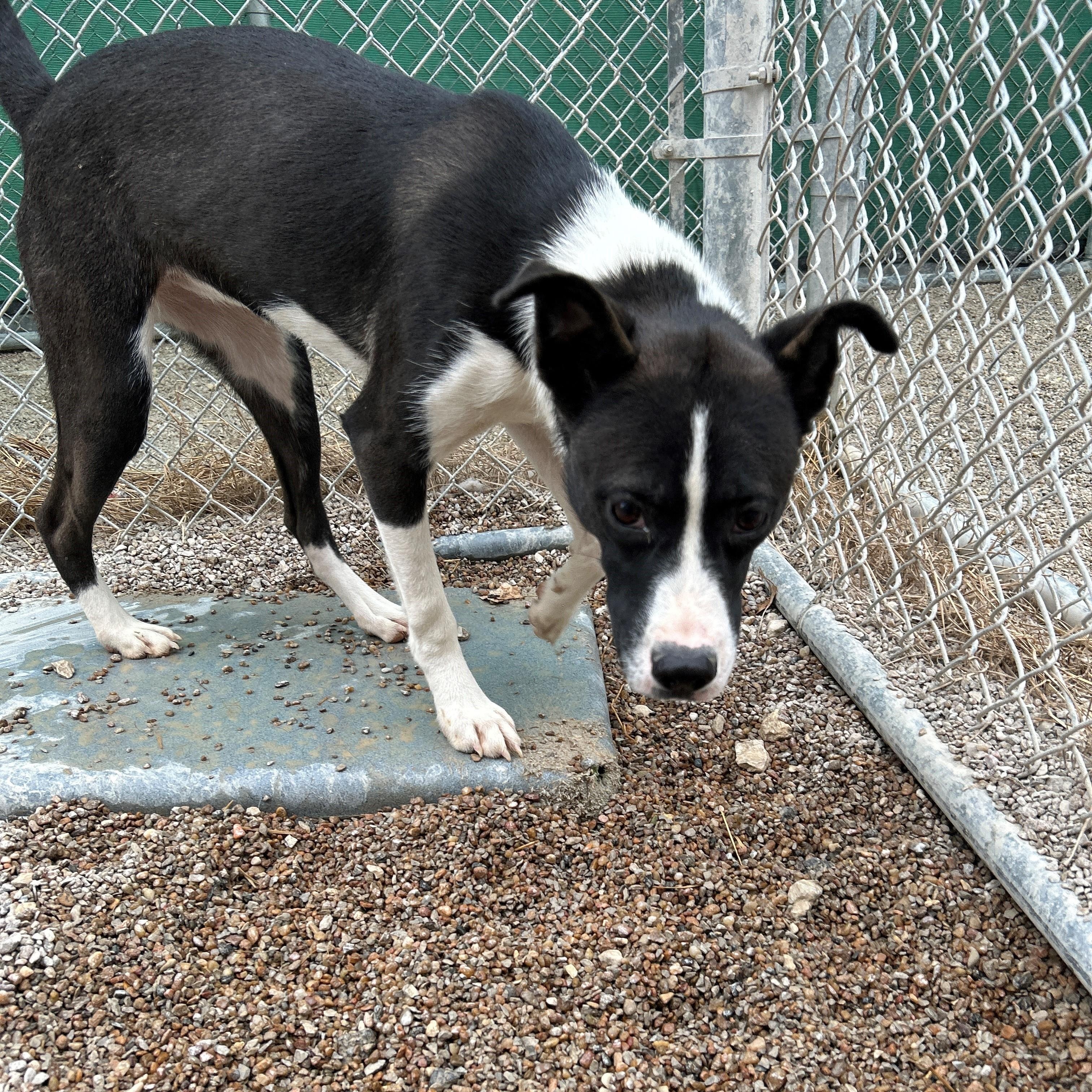Enlarge 25-0515 "Anna), a Adoptable mixed breed in Leavenworth, KS image 1/5
