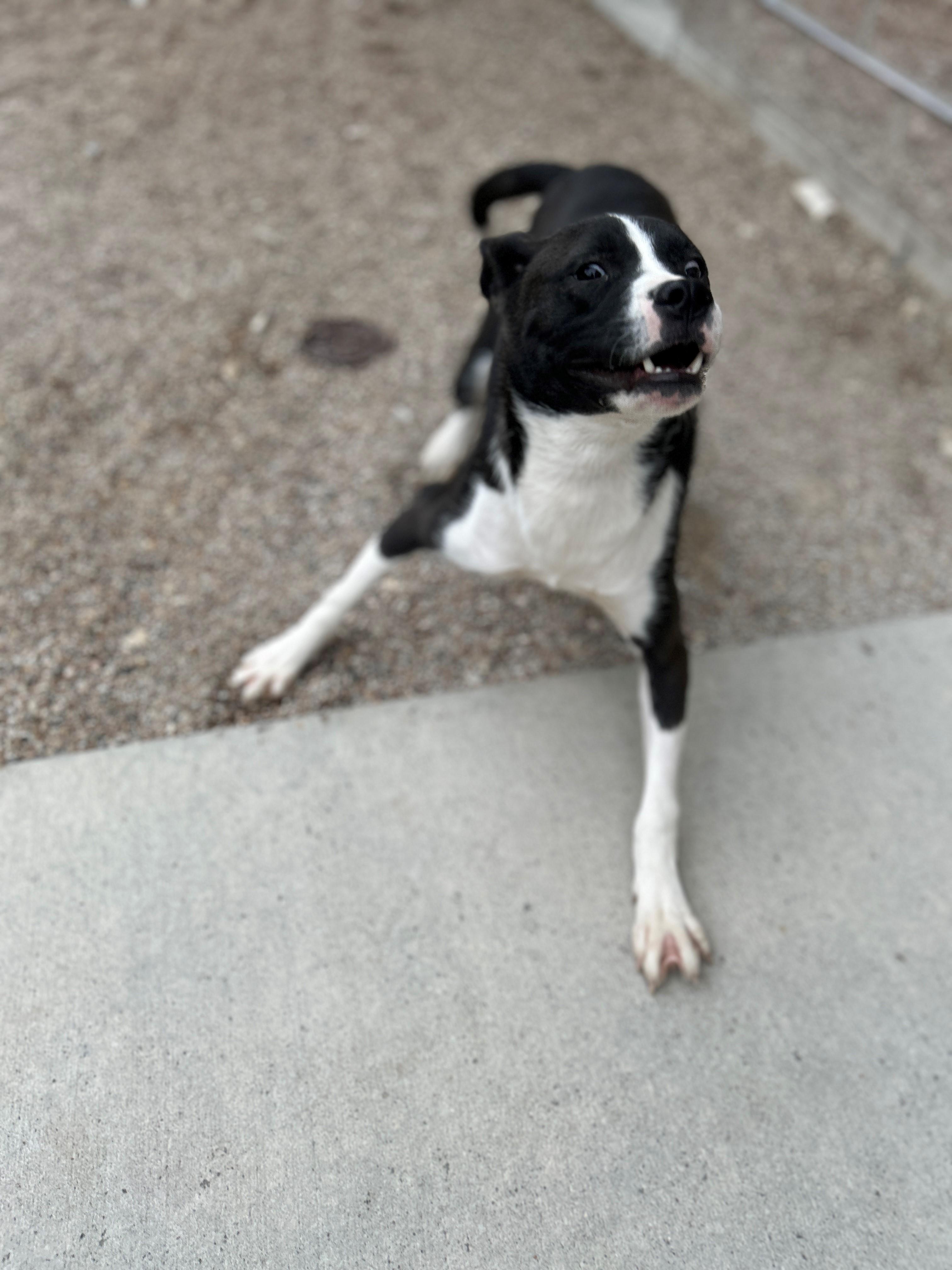 Enlarge 25-0515 "Anna), a Adoptable mixed breed in Leavenworth, KS image 4/5