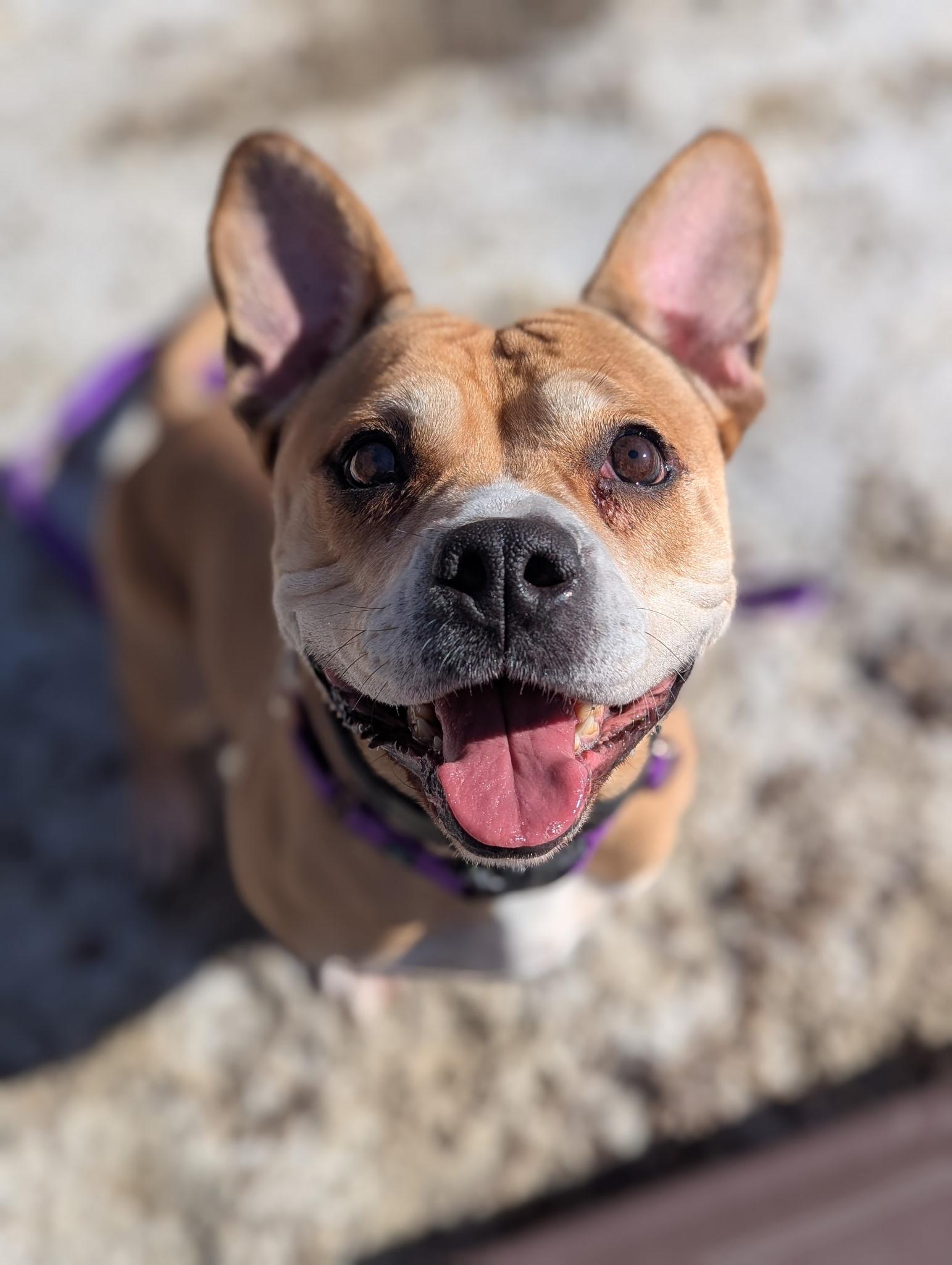 Queen, a Adoptable mixed breed in North Adams, MA image 1/2