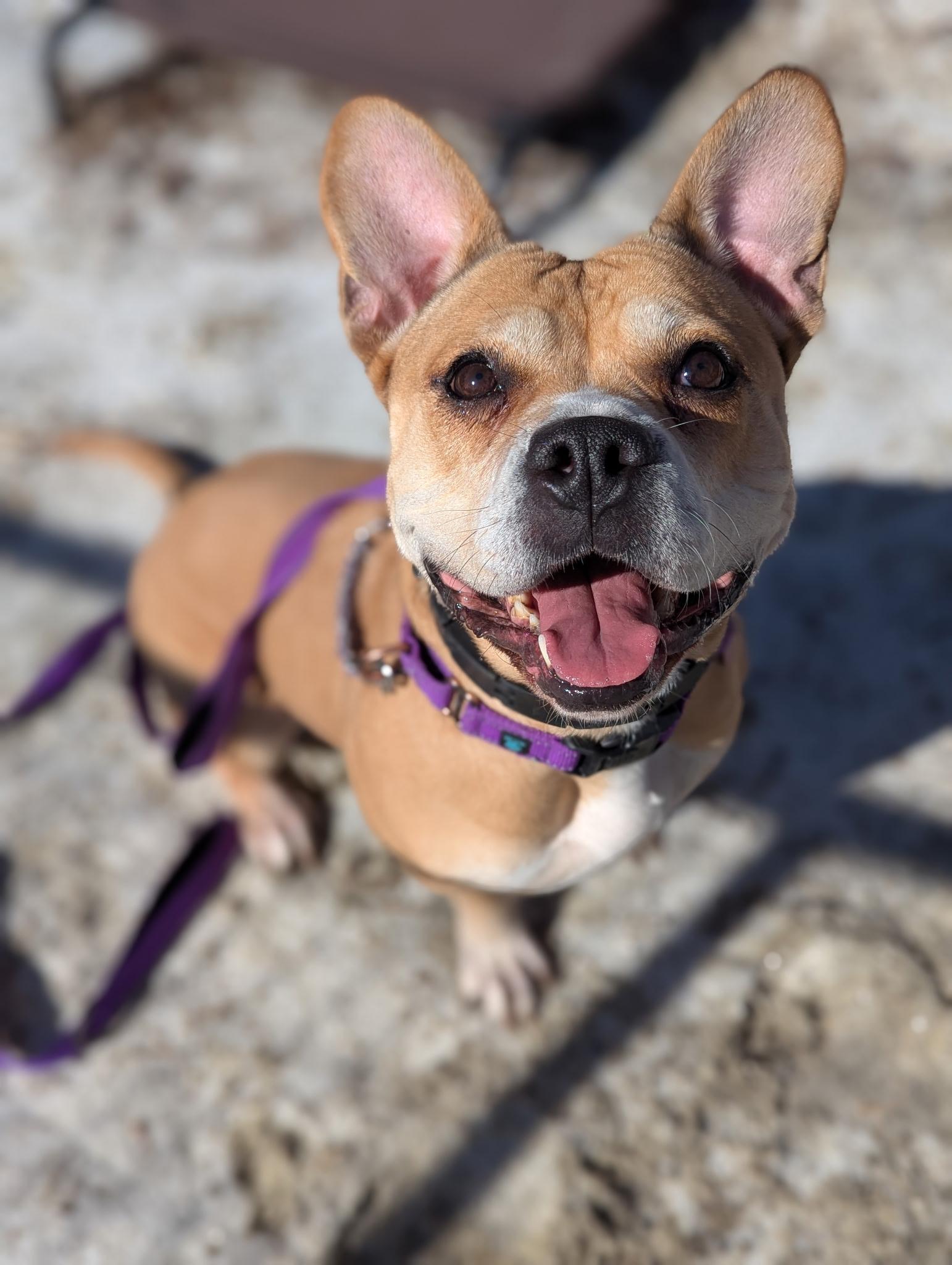 Queen, a Adoptable mixed breed in North Adams, MA image 2/2