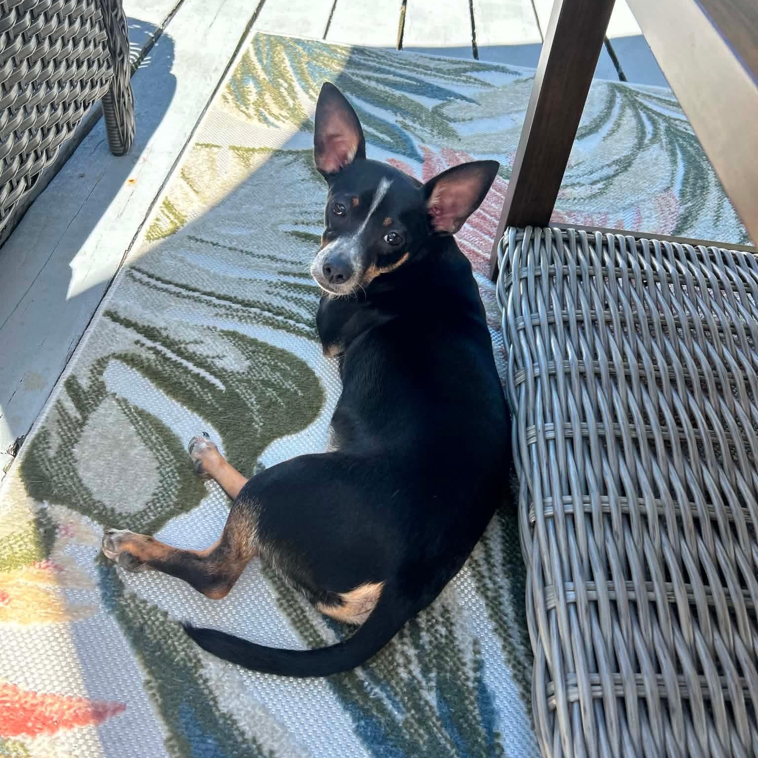Enlarge Max-k, a Adoptable Chihuahua in Paramus, NJ image 2/6