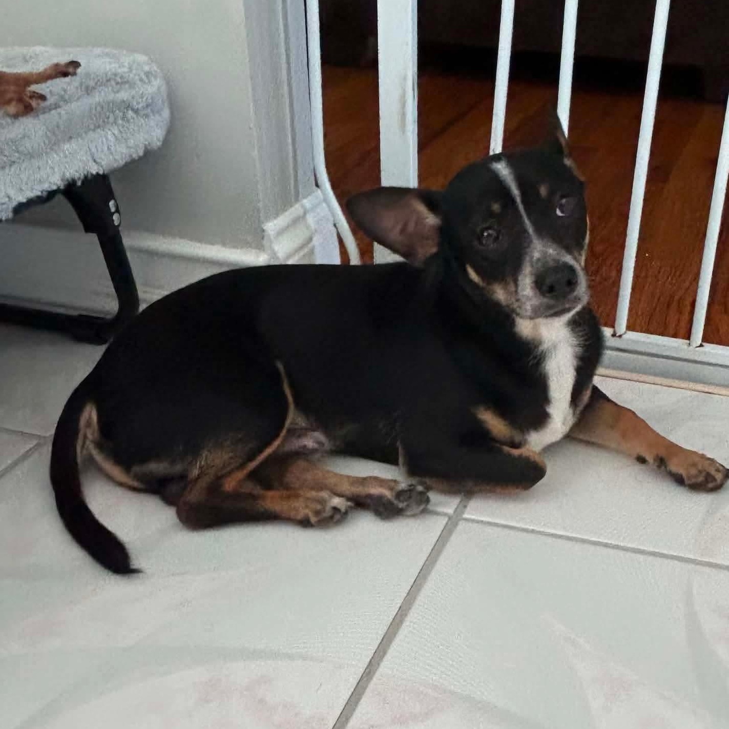 Enlarge Max-k, a Adoptable Chihuahua in Paramus, NJ image 5/6