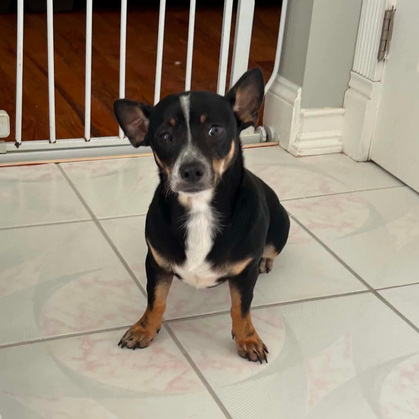 Enlarge Max-k, a Adoptable Chihuahua in Paramus, NJ image 3/6