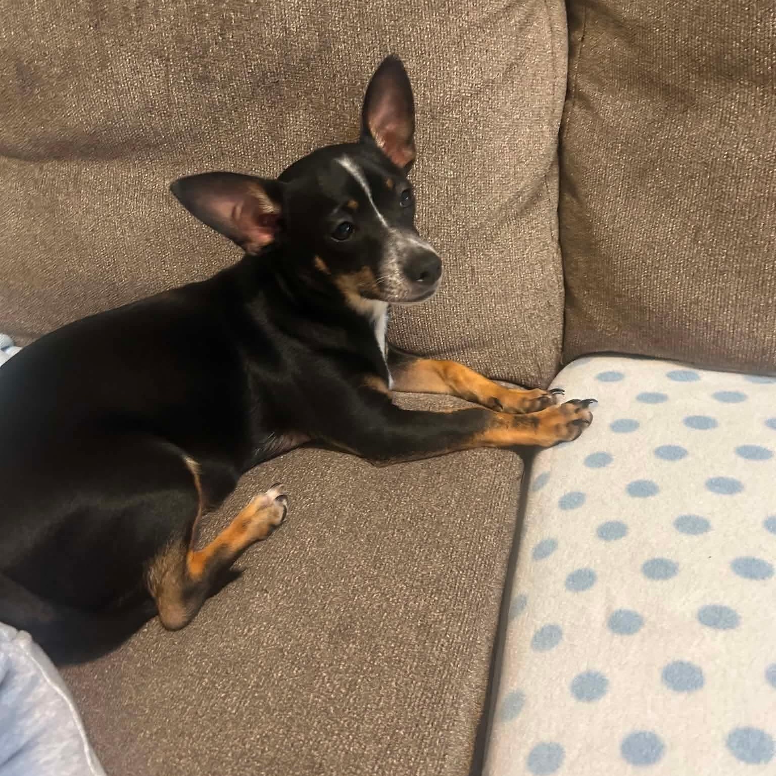 Max-k, Adoptable, Young Male Chihuahua.
