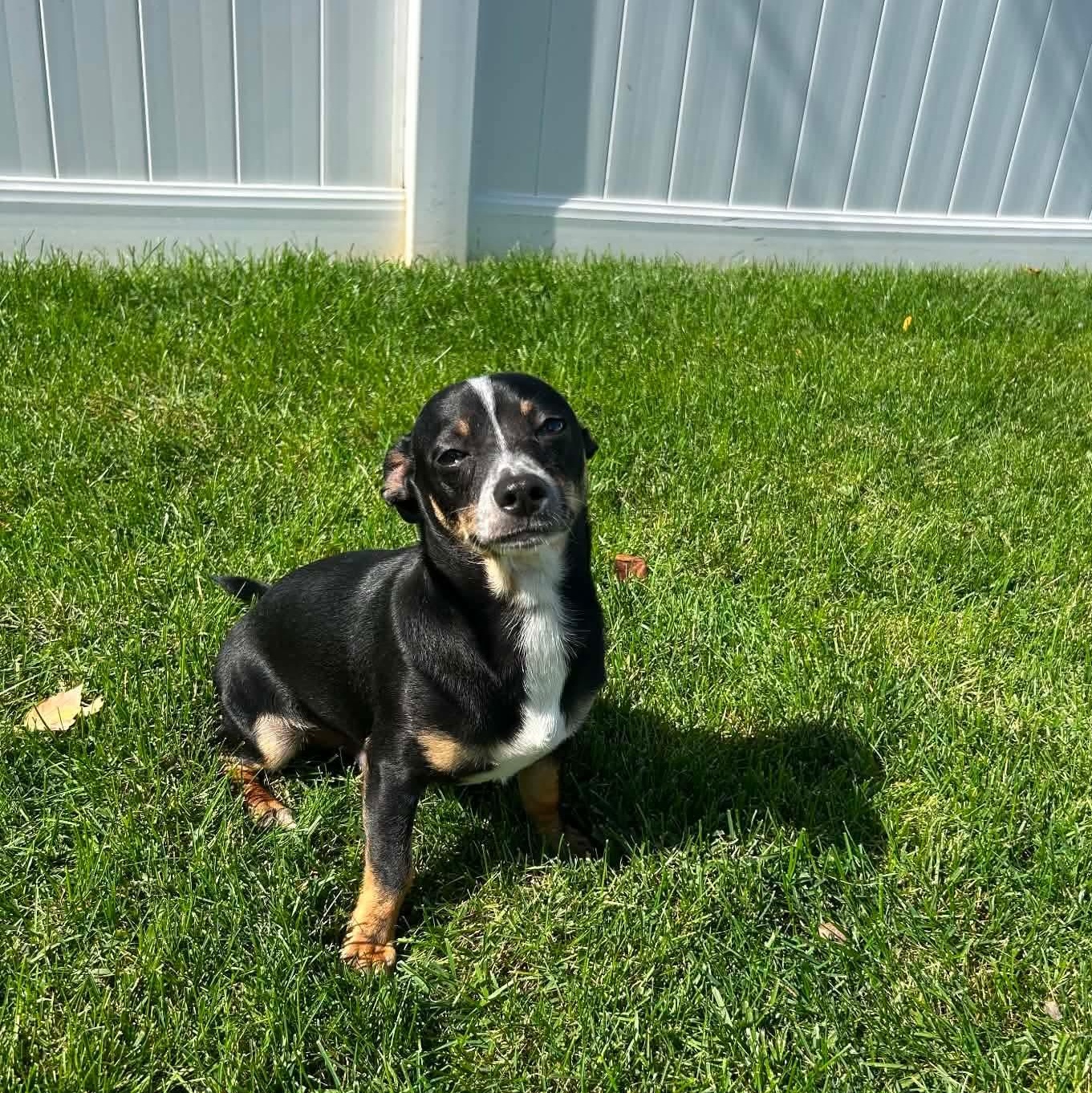 Enlarge Max-k, a Adoptable Chihuahua in Paramus, NJ image 6/6