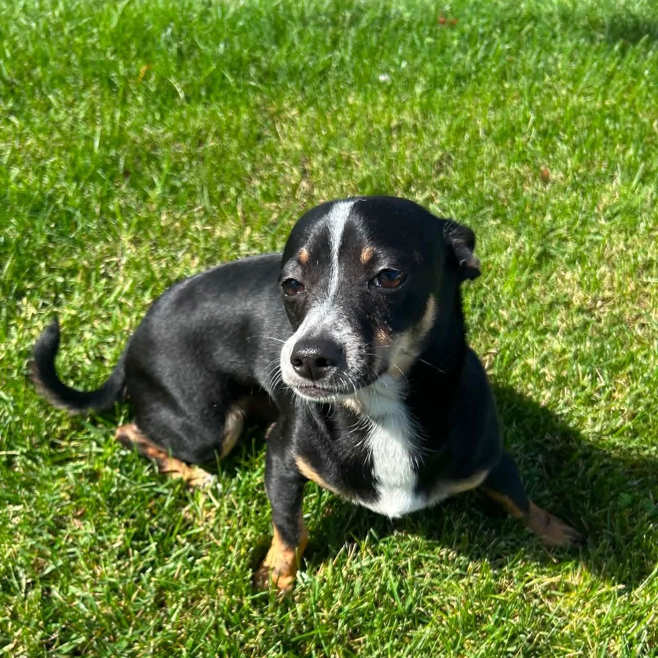 Enlarge Max-k, a Adoptable Chihuahua in Paramus, NJ image 4/6