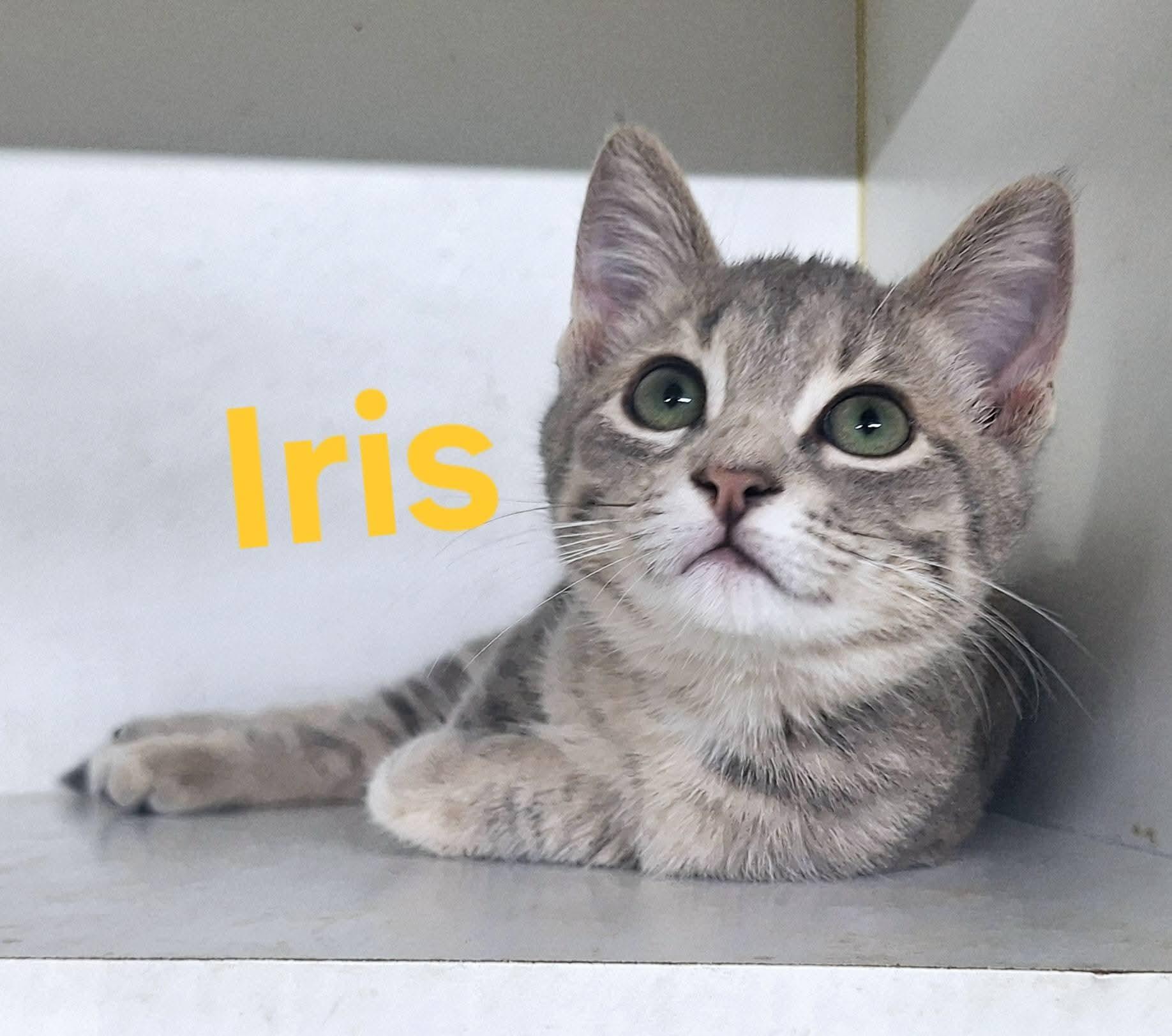 Iris and Ivy (bonded pair), an adoptable Domestic Short Hair in Fargo, ND, 58104 | Photo Image 2