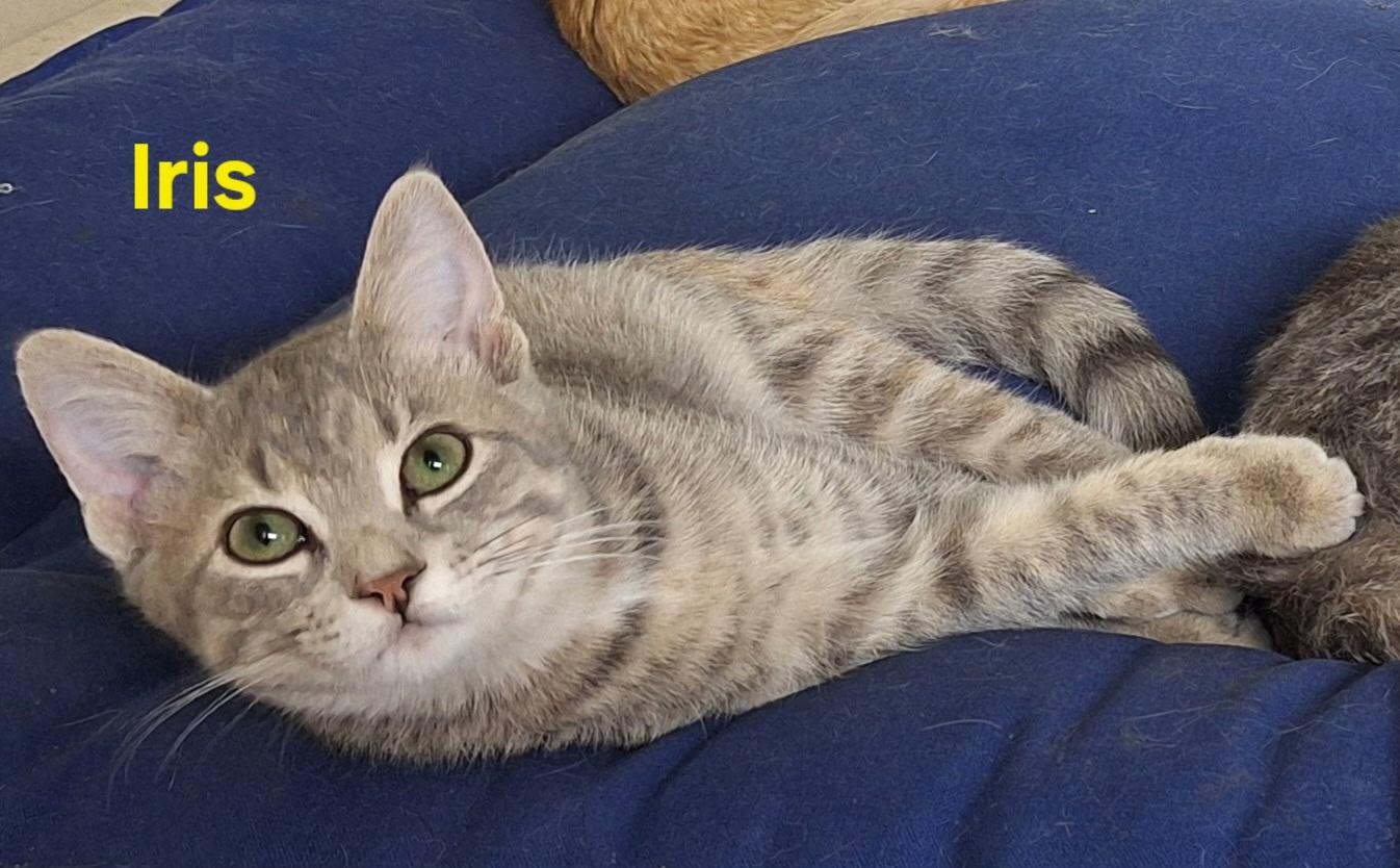 Iris and Ivy (bonded pair), an adoptable Domestic Short Hair in Fargo, ND, 58104 | Photo Image 3