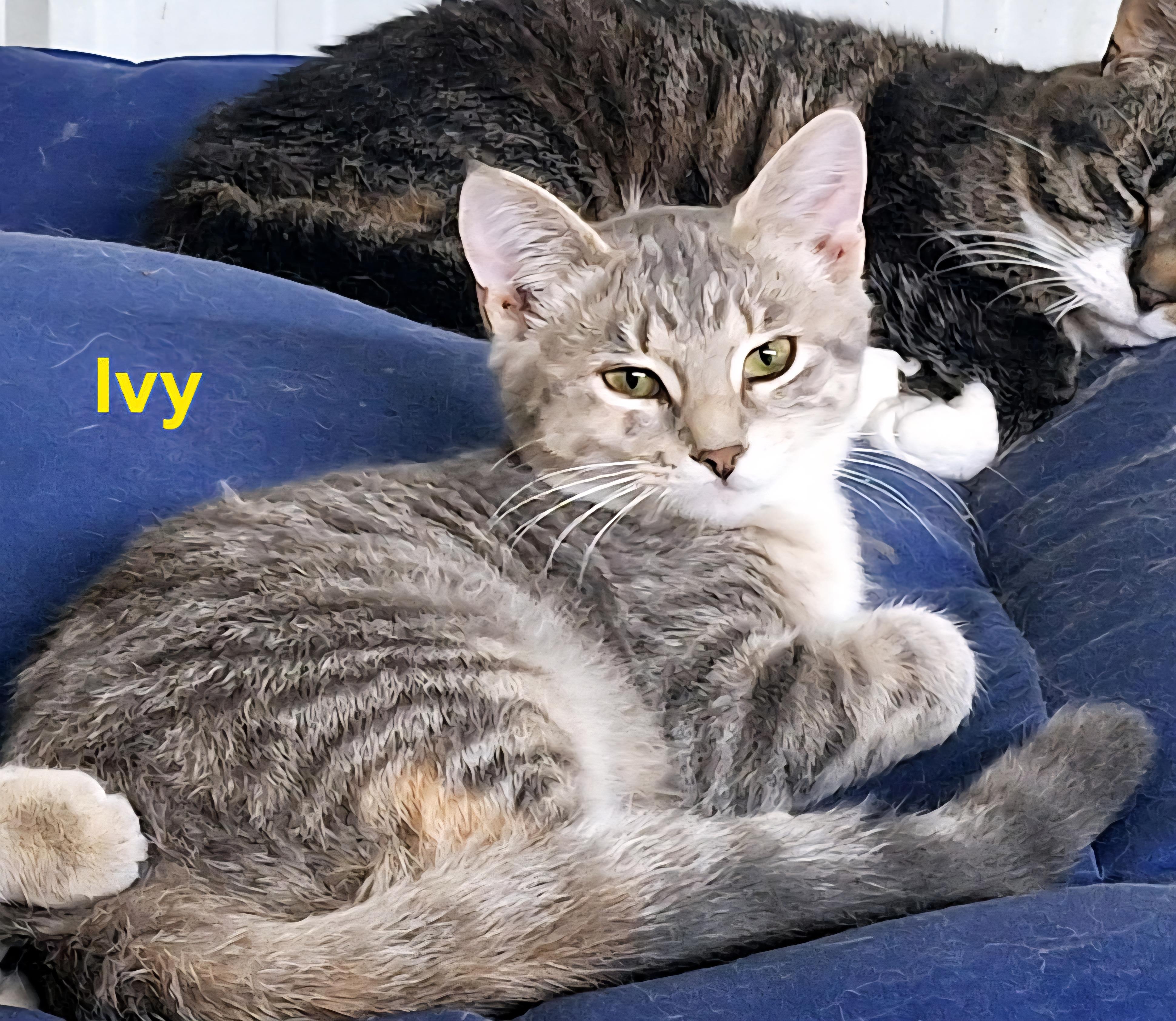 Iris and Ivy (bonded pair), an adoptable Domestic Short Hair in Fargo, ND, 58104 | Photo Image 4