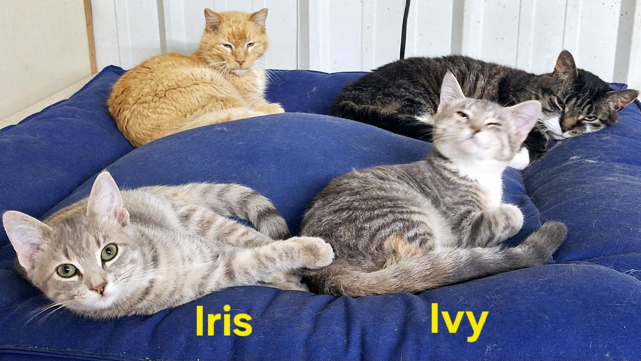 Iris and Ivy (bonded pair), an adoptable Domestic Short Hair in Fargo, ND, 58104 | Photo Image 1