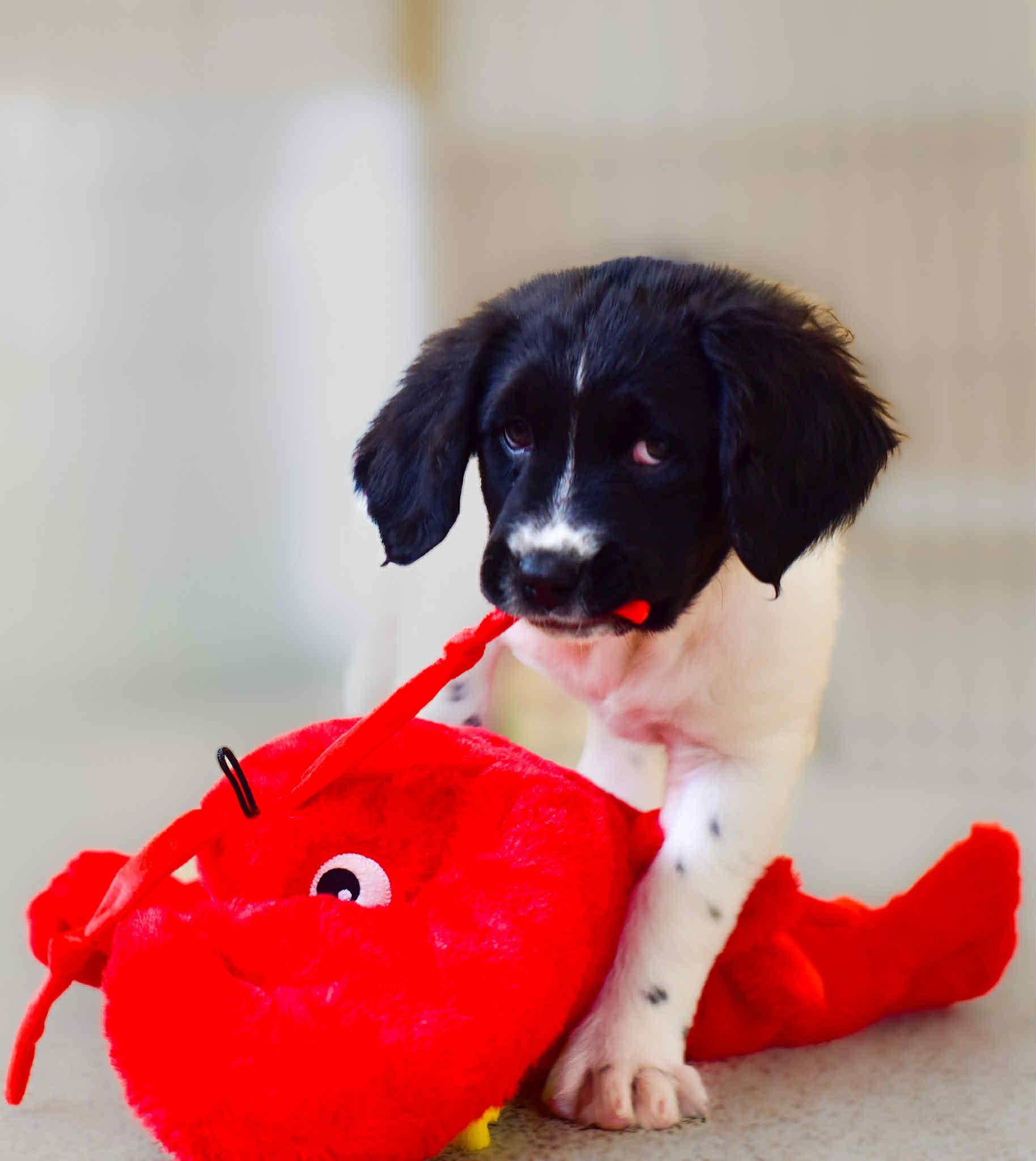 River, Adoptable, Puppy Male Border Collie & Labrador Retriever.