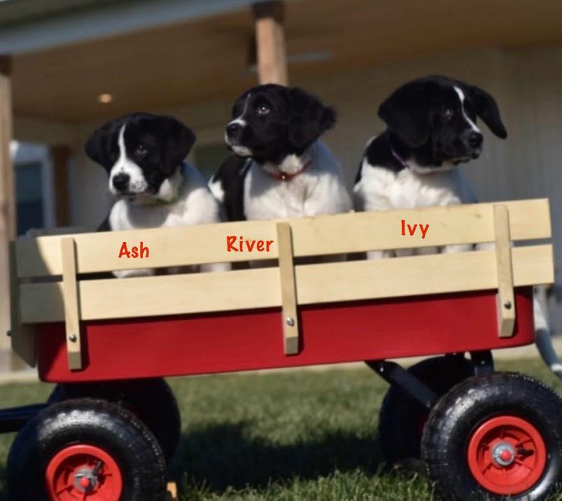 Enlarge River, a Adoptable mixed breed in Seymour, IN image 2/5