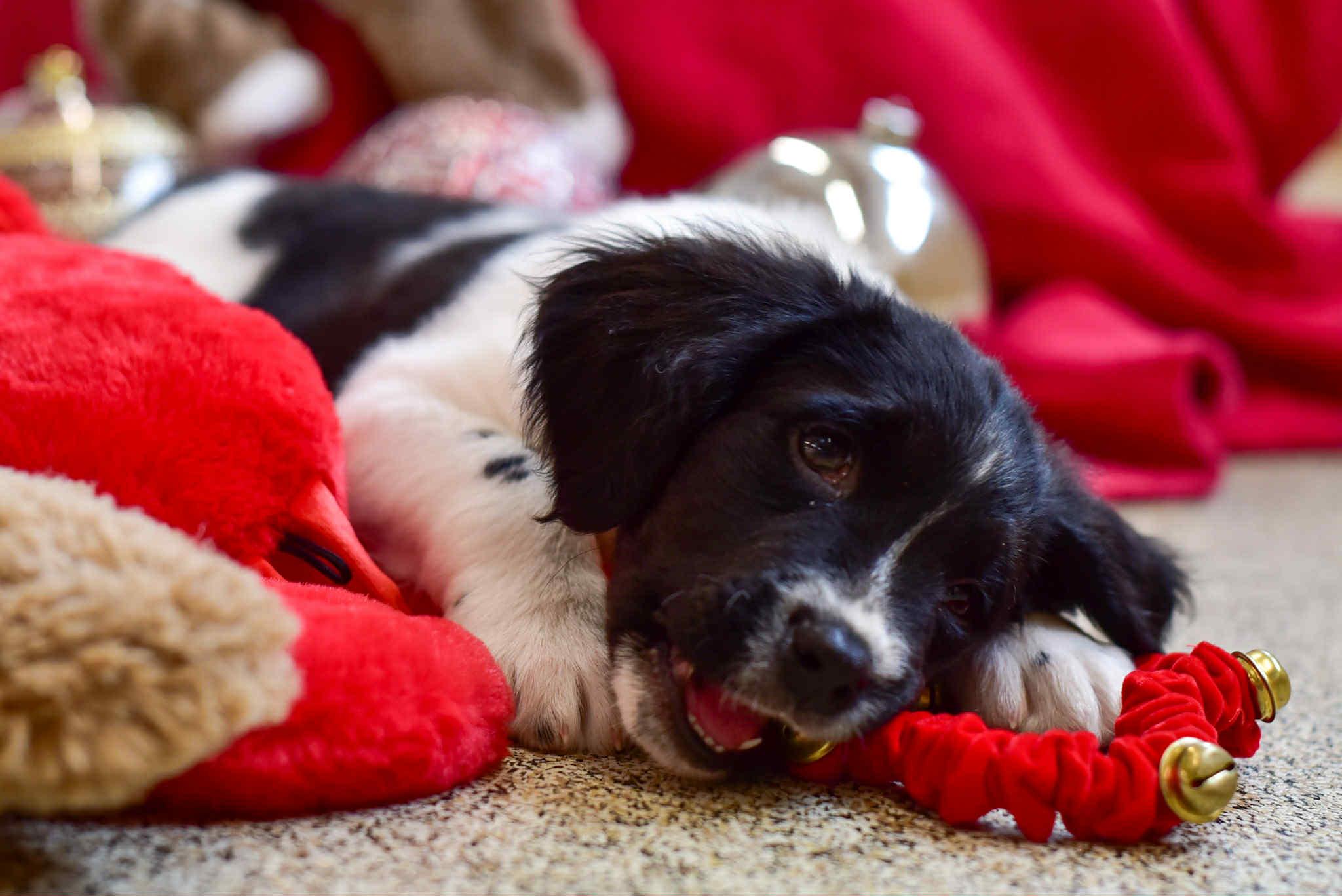 Enlarge River, a Adoptable mixed breed in Seymour, IN image 4/5