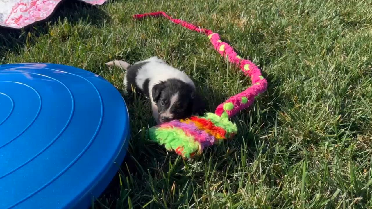 Enlarge River, a Adoptable mixed breed in Seymour, IN video 5/5