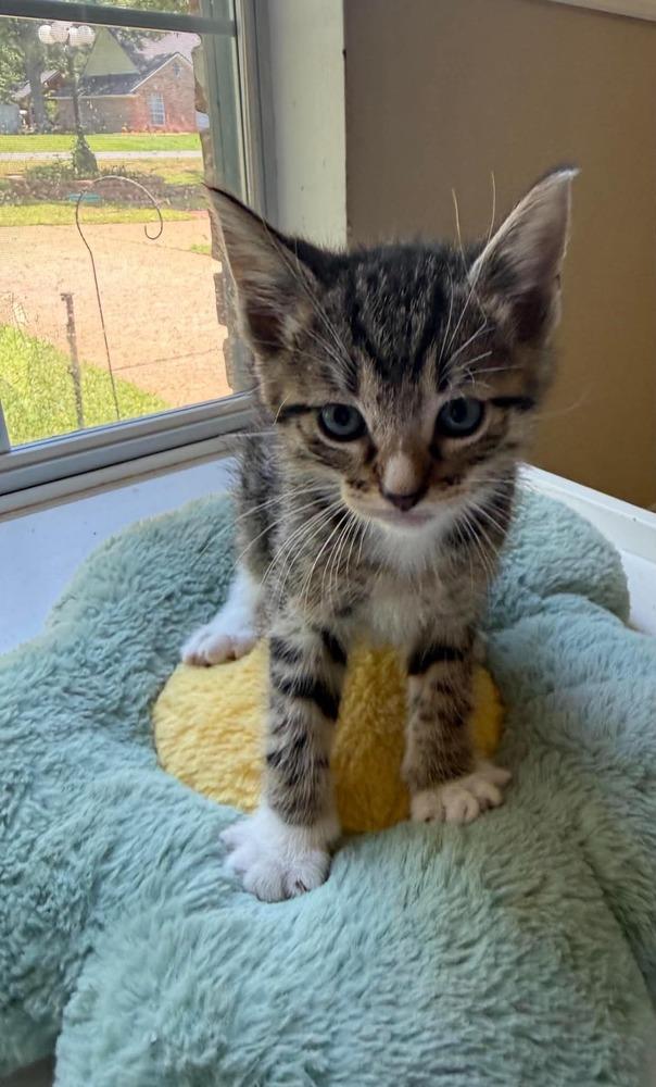 Dune, Adoptable, Kitten Male Domestic Short Hair.