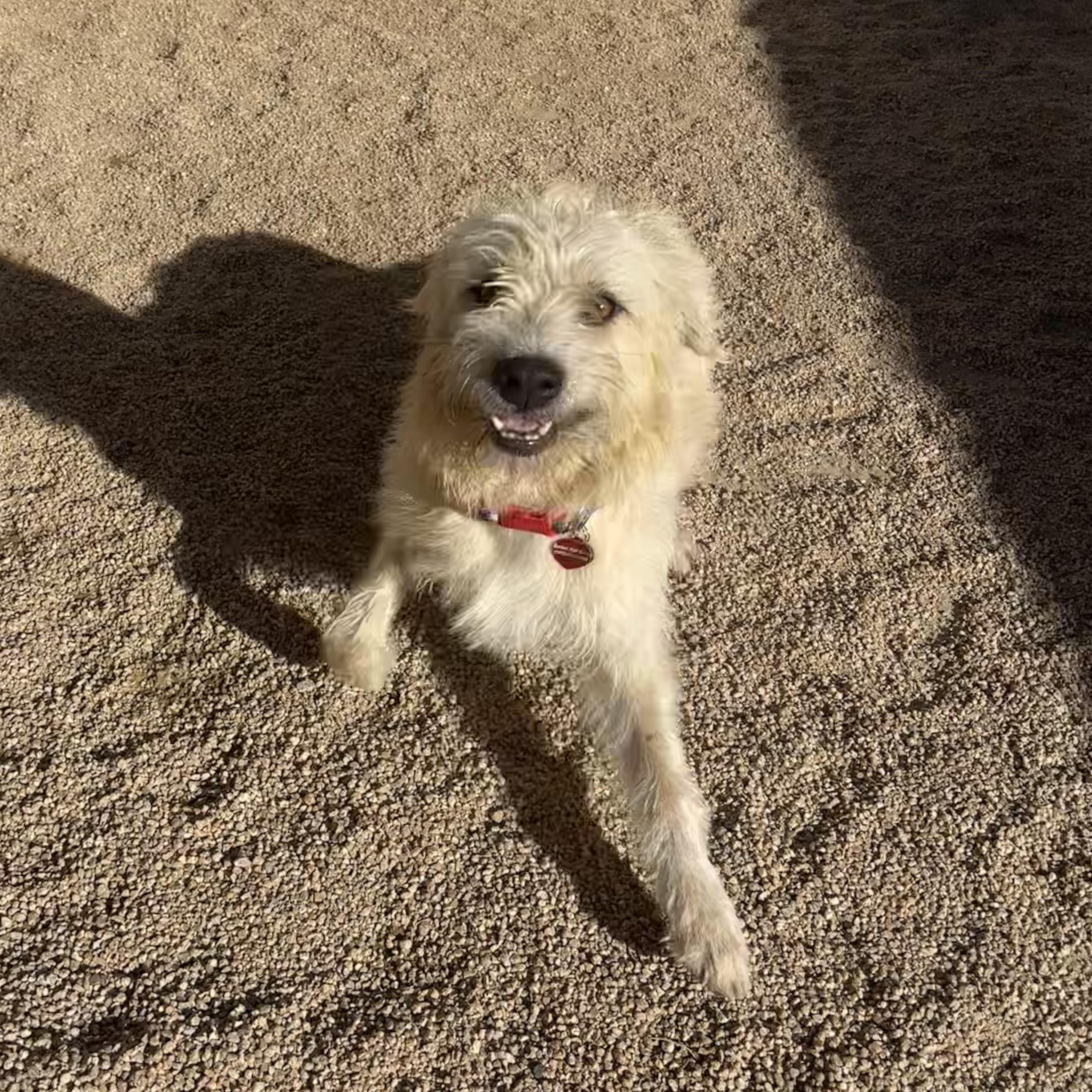Enlarge Cider, a Adopted mixed breed in Phoenix, AZ image 3/3
