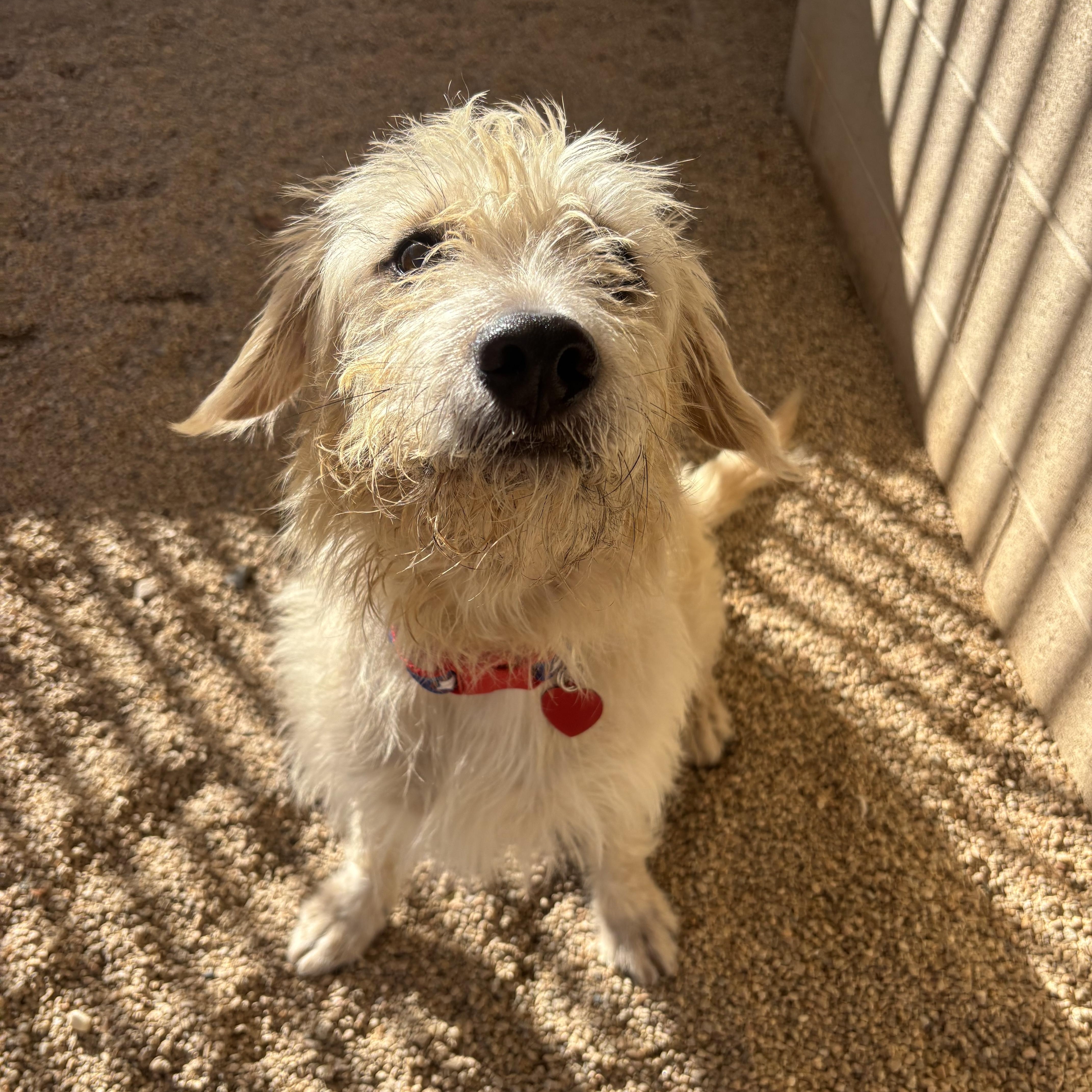 Enlarge Cider, a Adopted mixed breed in Phoenix, AZ image 2/3