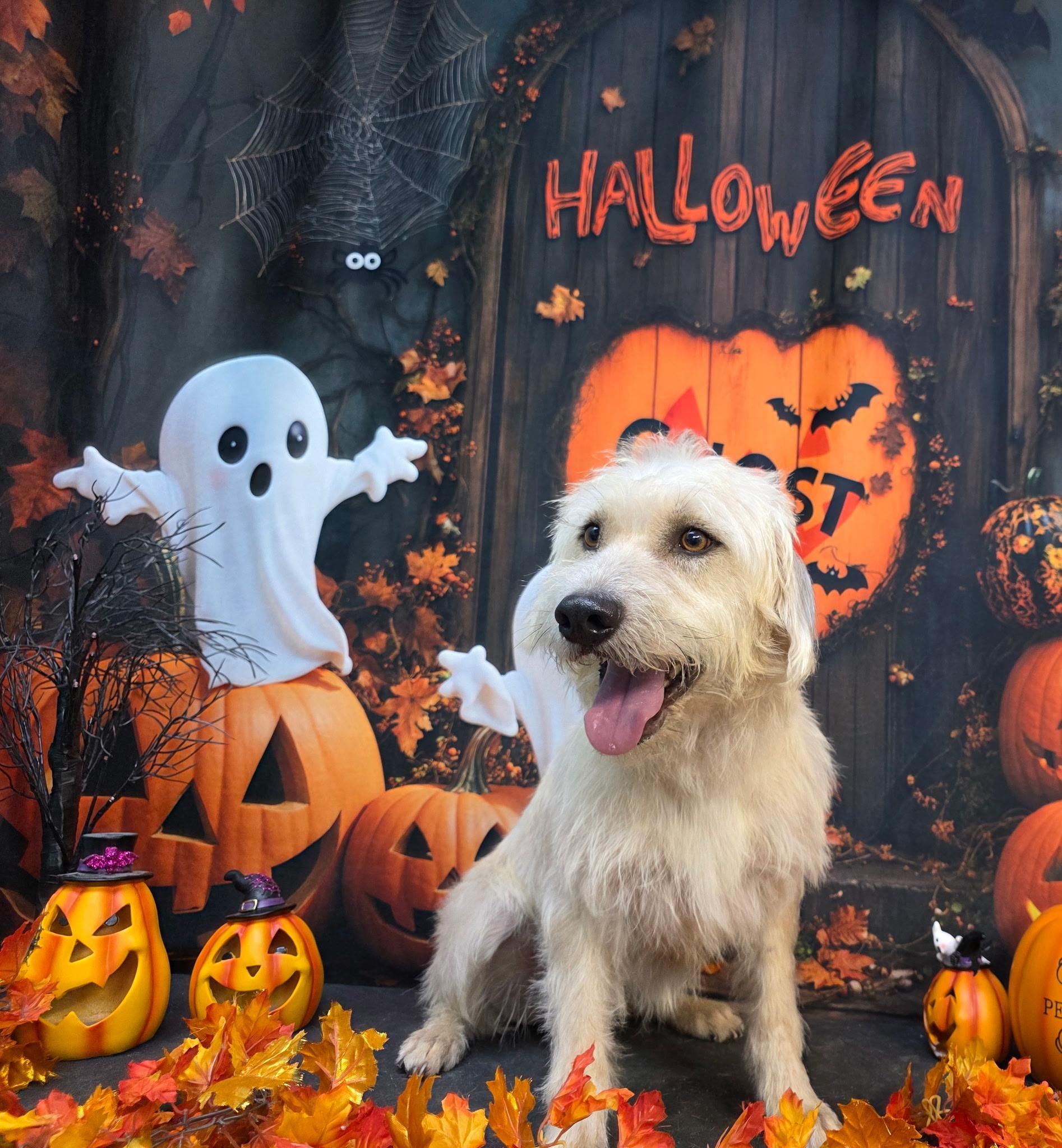 Enlarge Cider, a Adopted mixed breed in Phoenix, AZ image 1/3