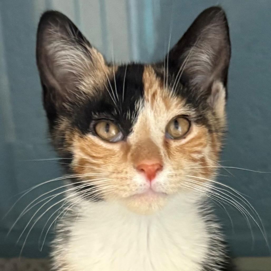 Amy, Adoptable, Kitten Female Domestic Short Hair.
