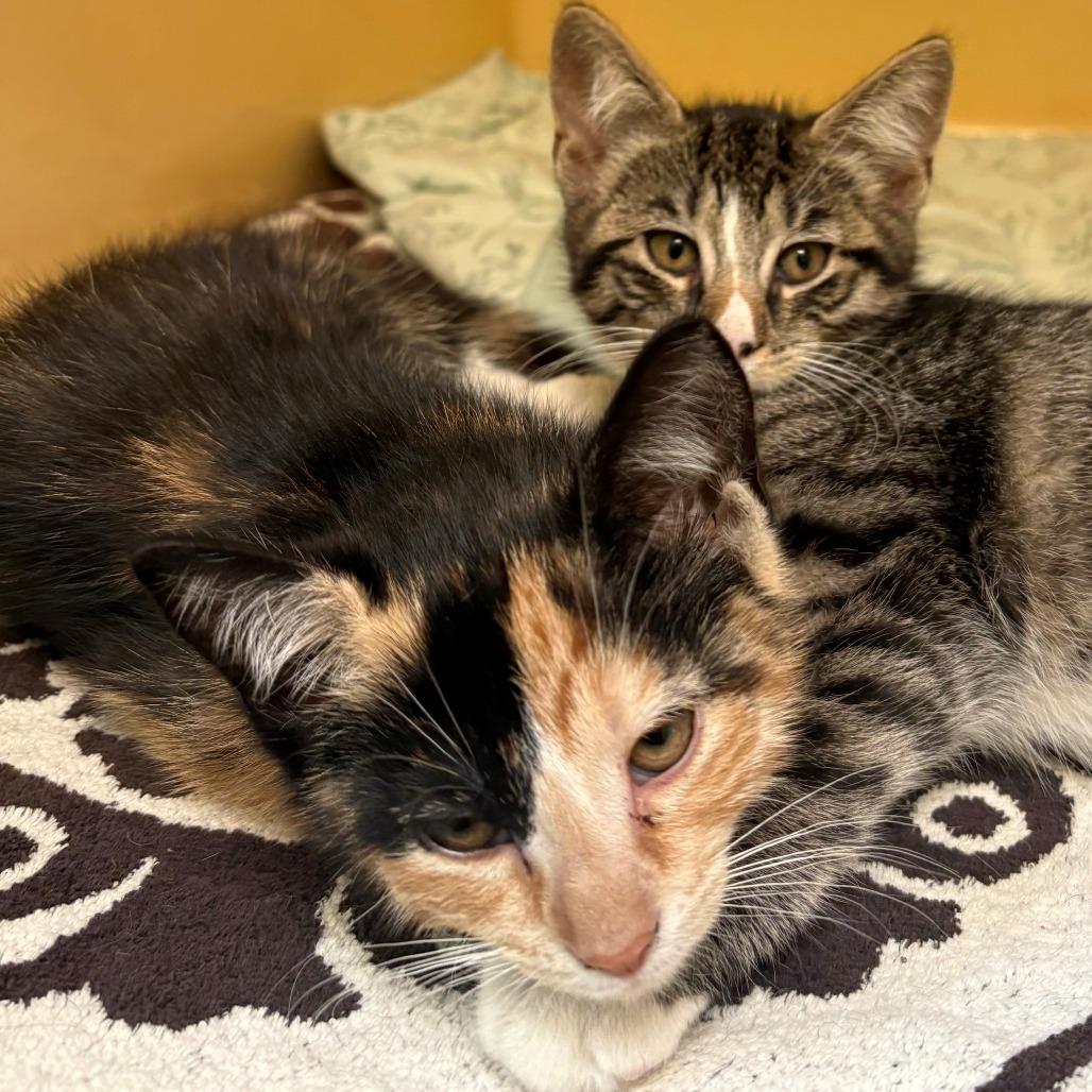 Enlarge Amy, a Adoptable Domestic Short Hair in East Hanover, NJ image 3/4