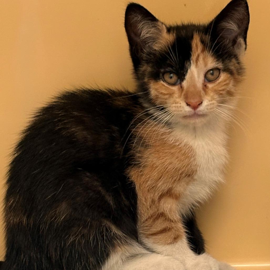 Enlarge Amy, a Adoptable Domestic Short Hair in East Hanover, NJ image 4/4