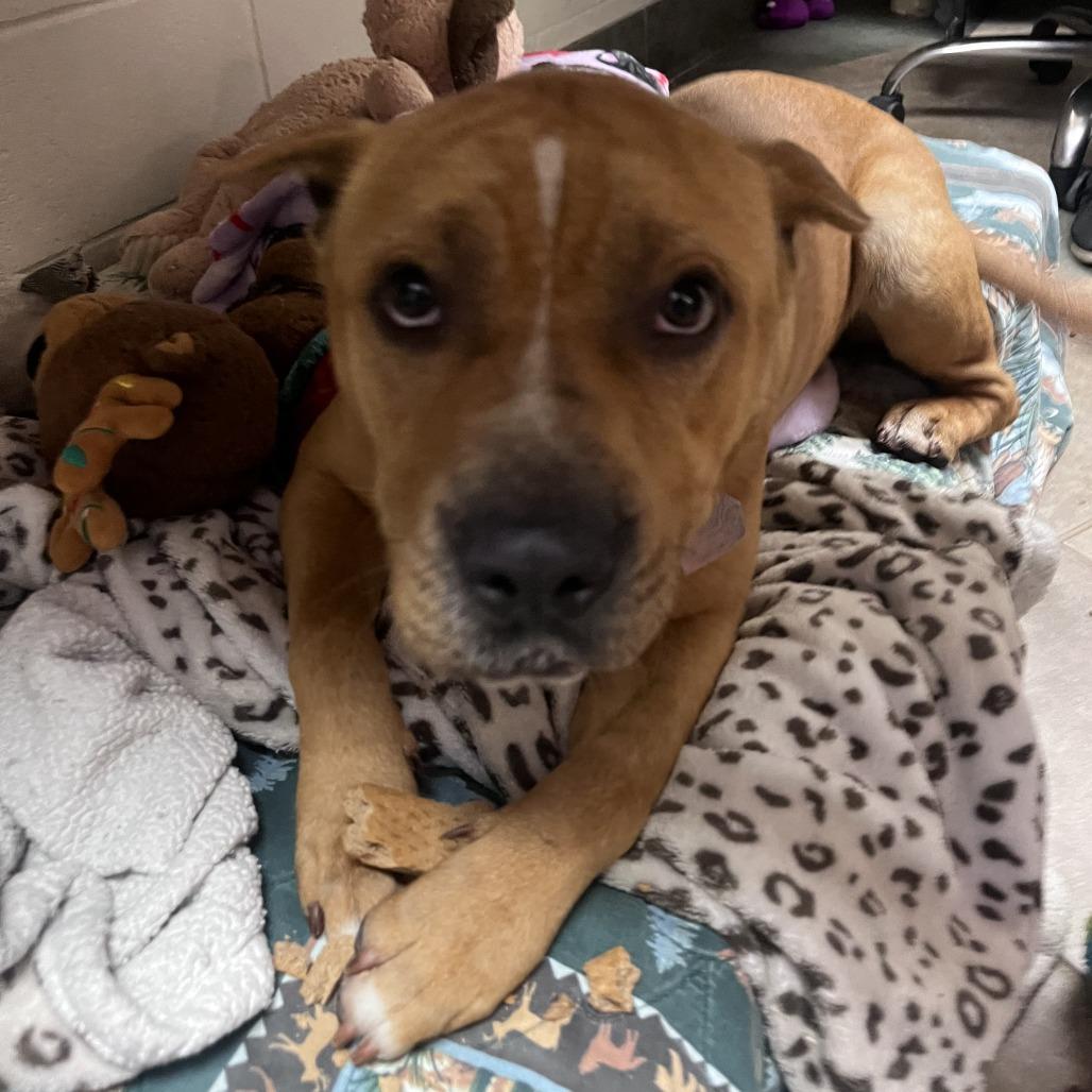 Benji — thumbnail 3