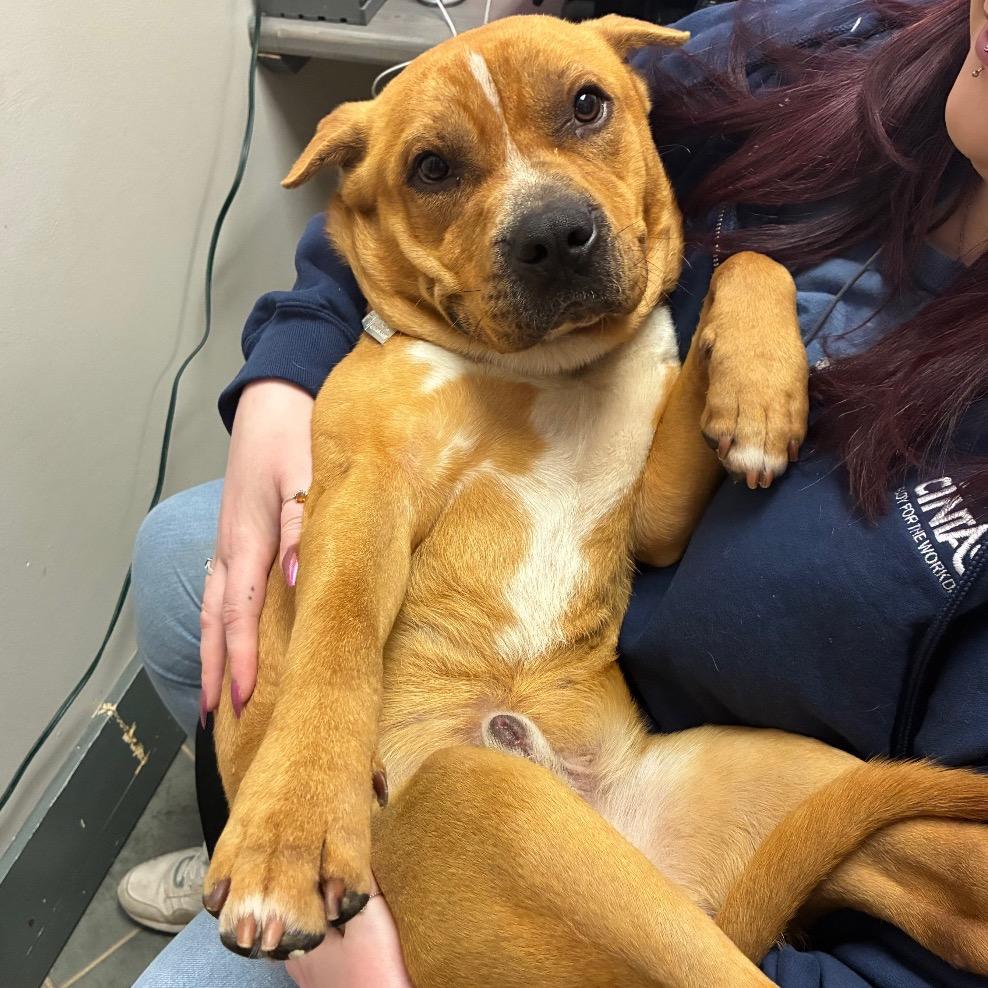 Benji — thumbnail 4