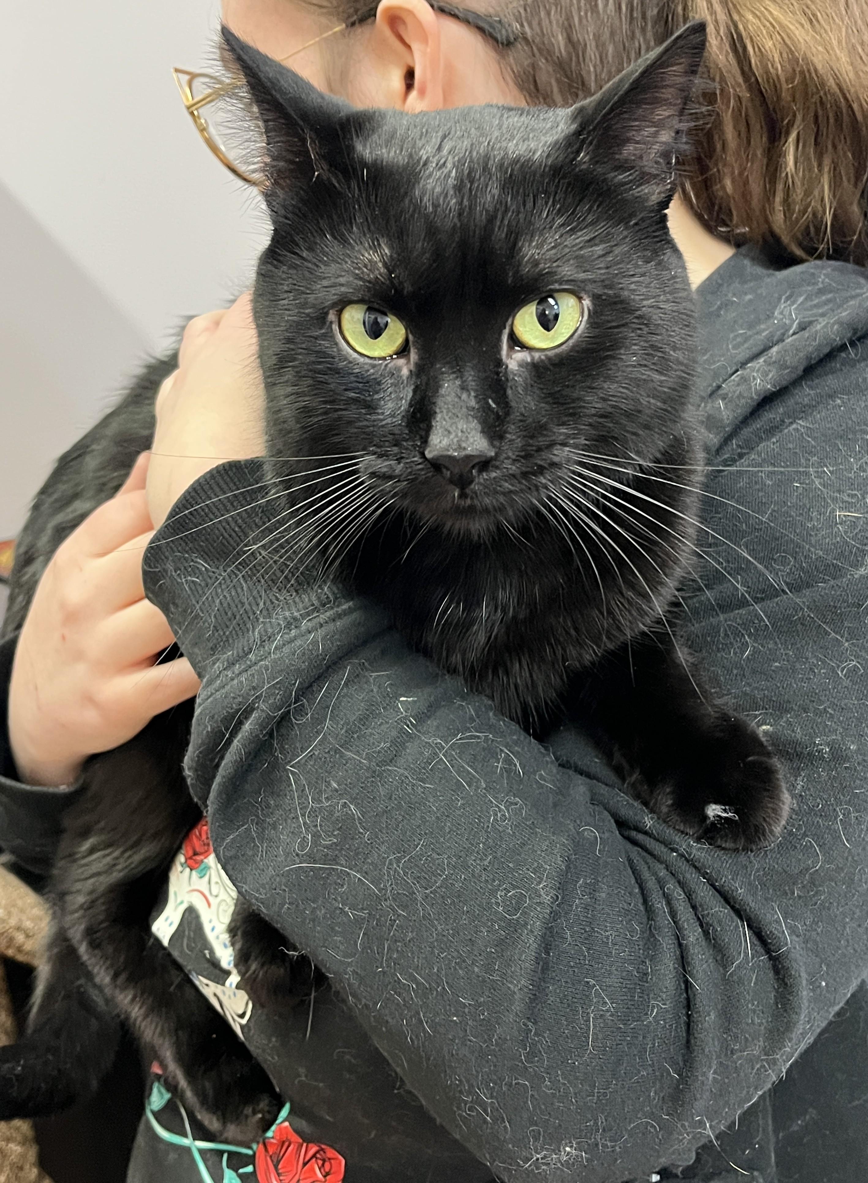 Enlarge SPIKE (CR/SC), an adopted Domestic Short Hair in Sainte-Angele-de-Monnoir, QC image 2/6