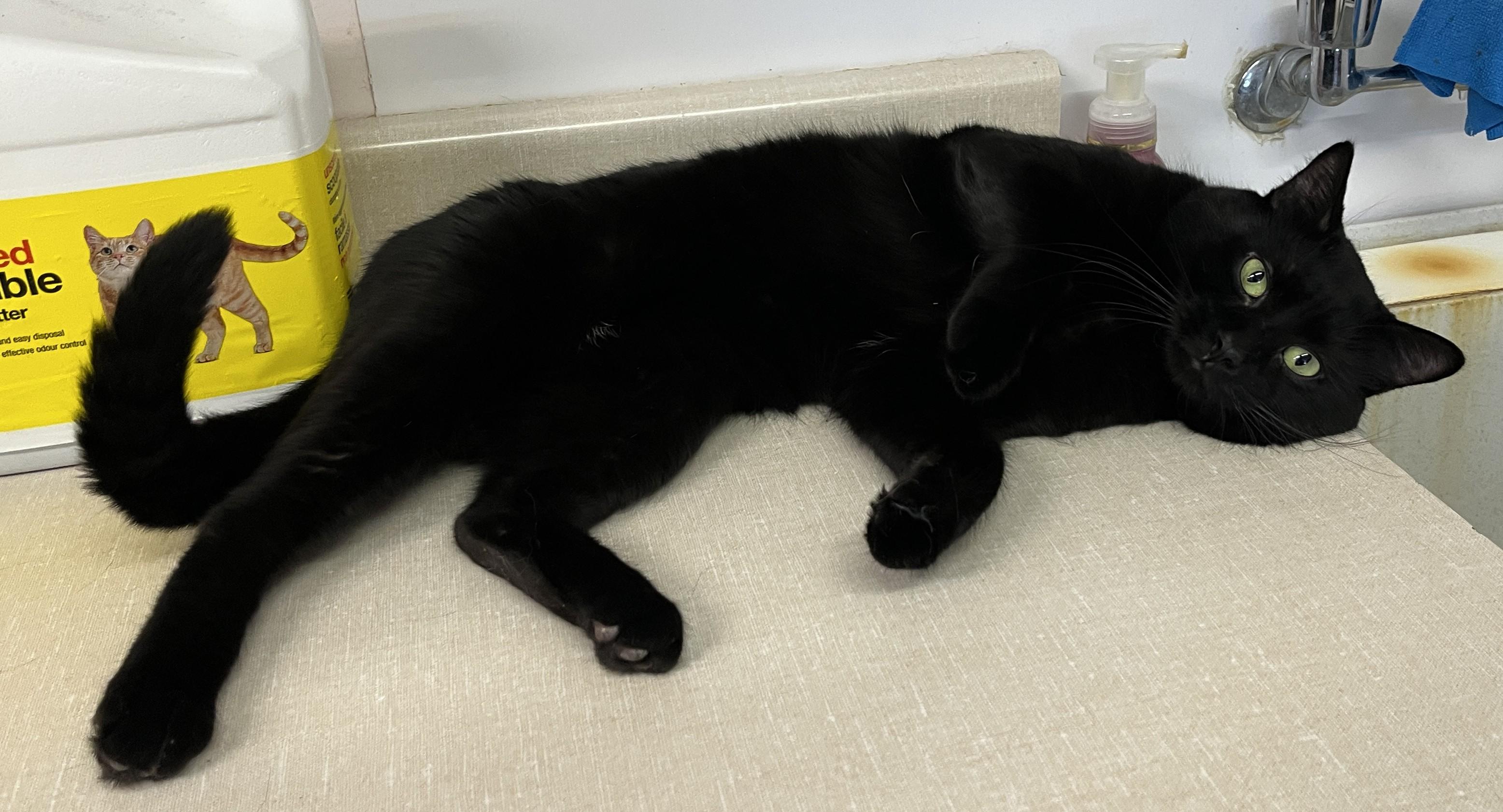 Enlarge SPIKE (CR/SC), an adopted Domestic Short Hair in Sainte-Angele-de-Monnoir, QC image 5/6