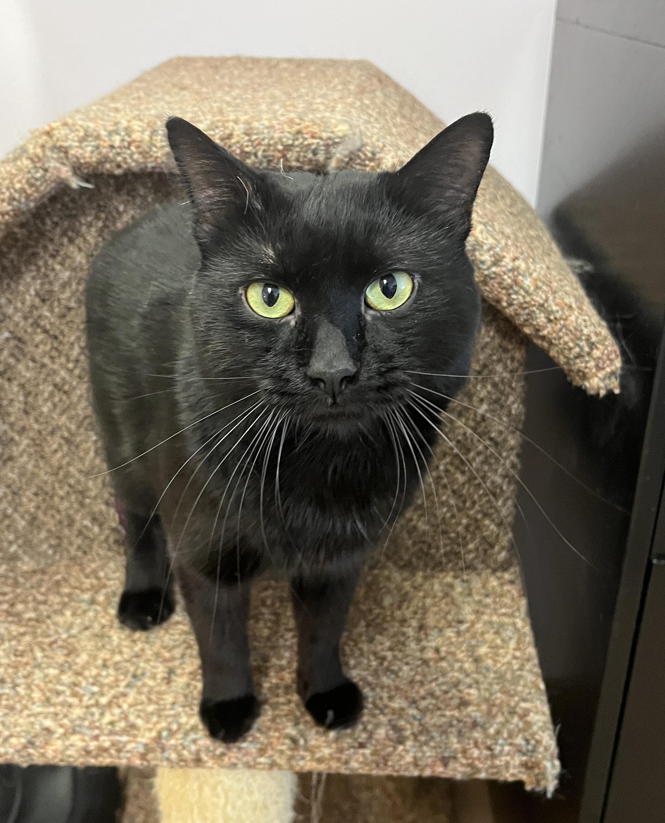 SPIKE (CR/SC), adopted, Young Male Domestic Short Hair.