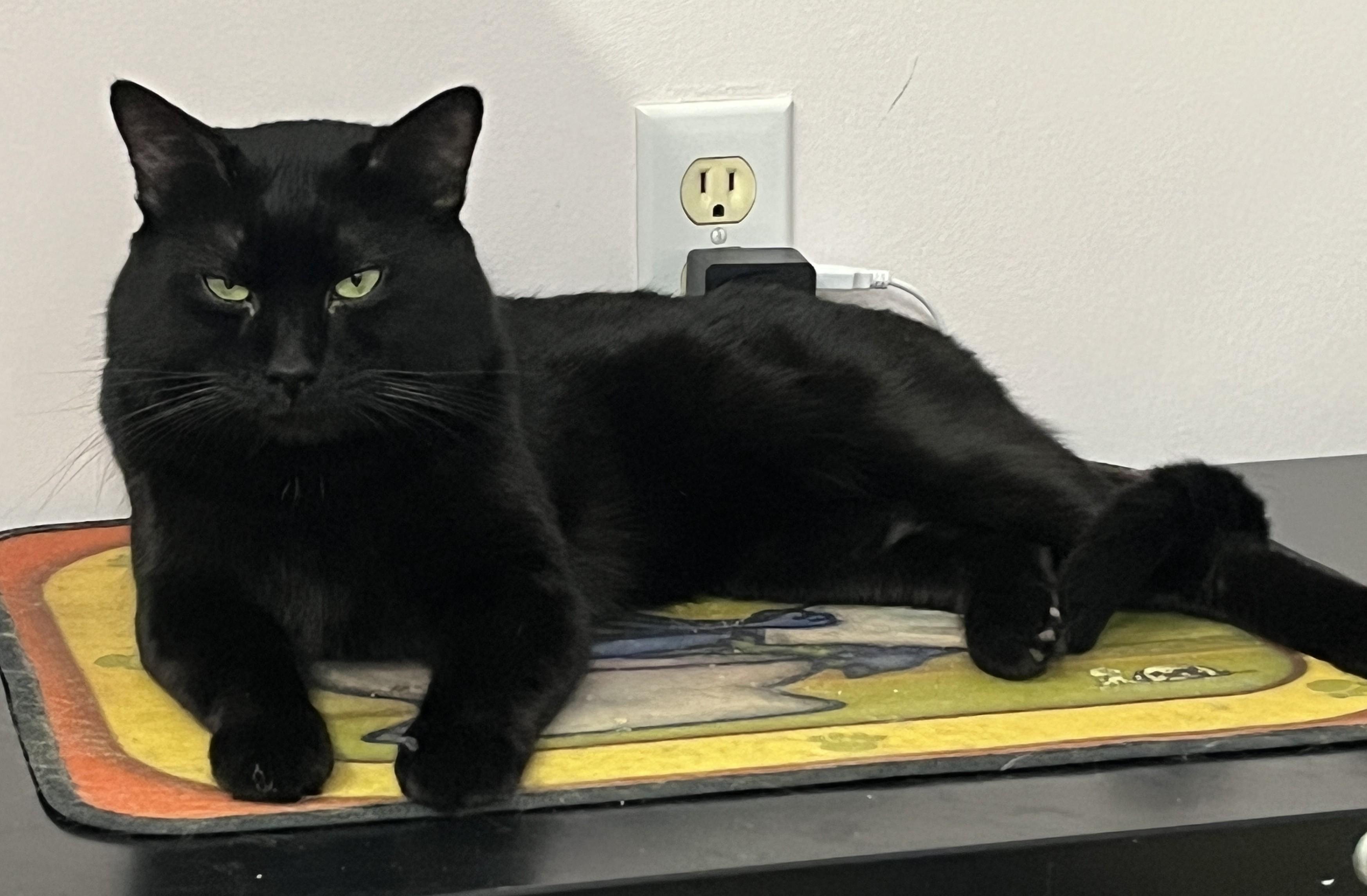 Enlarge SPIKE (CR/SC), an adopted Domestic Short Hair in Sainte-Angele-de-Monnoir, QC image 3/6