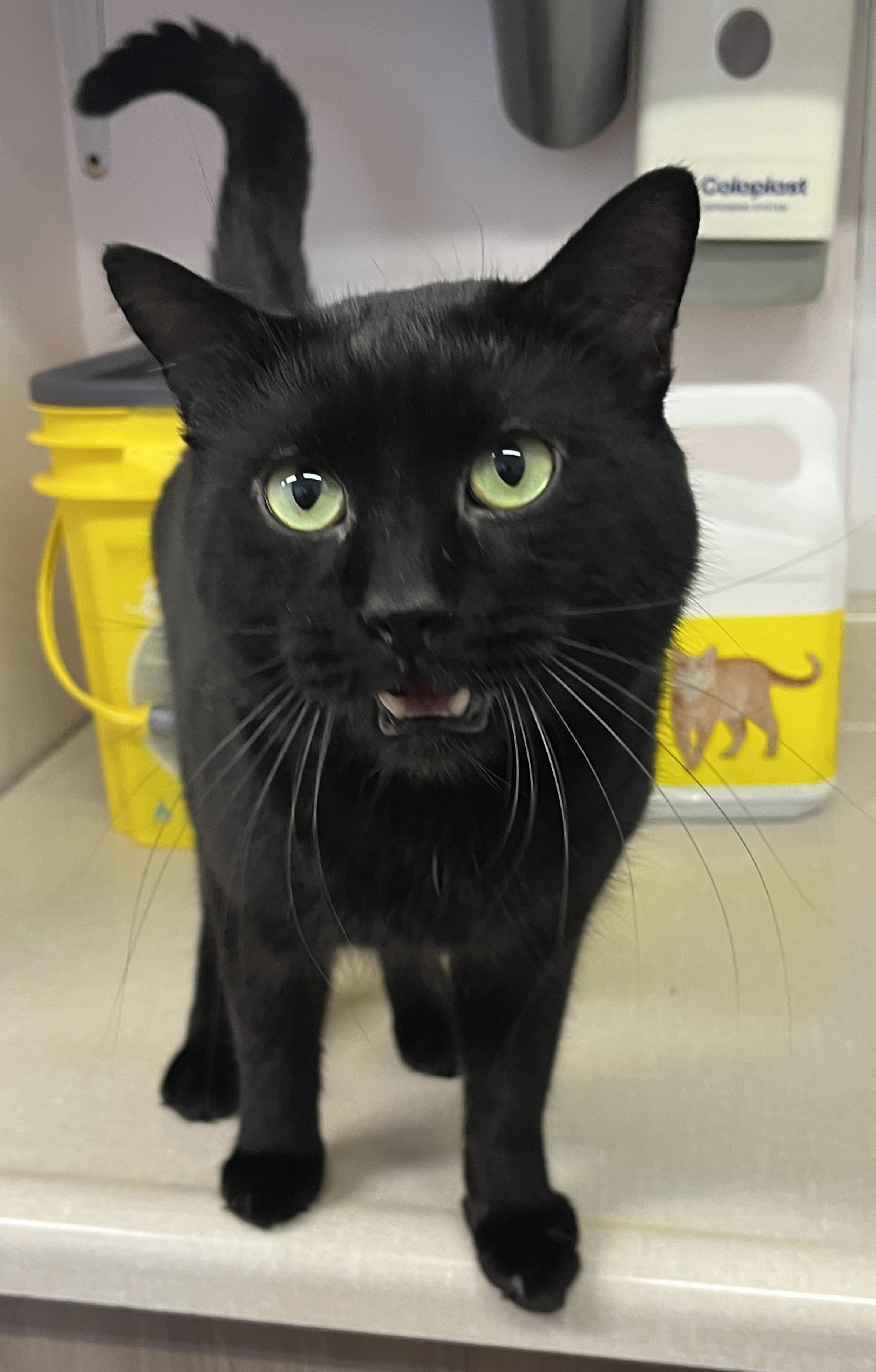 Enlarge SPIKE (CR/SC), an adopted Domestic Short Hair in Sainte-Angele-de-Monnoir, QC image 4/6