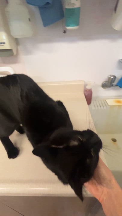 Enlarge SPIKE (CR/SC), an adopted Domestic Short Hair in Sainte-Angele-de-Monnoir, QC video 6/6