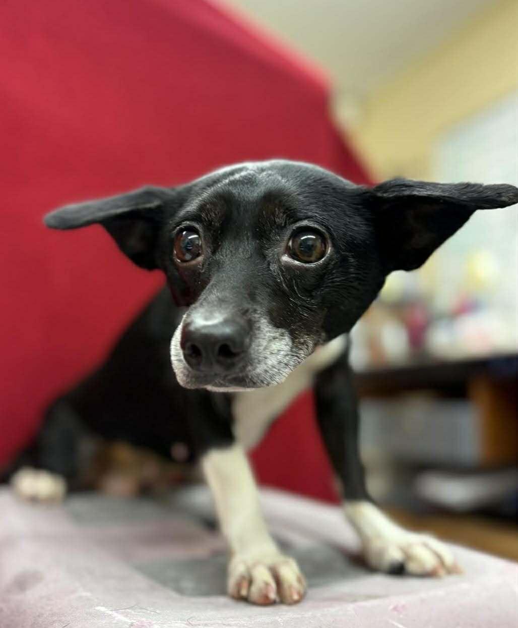 Dahlia, a ADOPTABLE mixed breed in Grants Pass, OR image 1/2