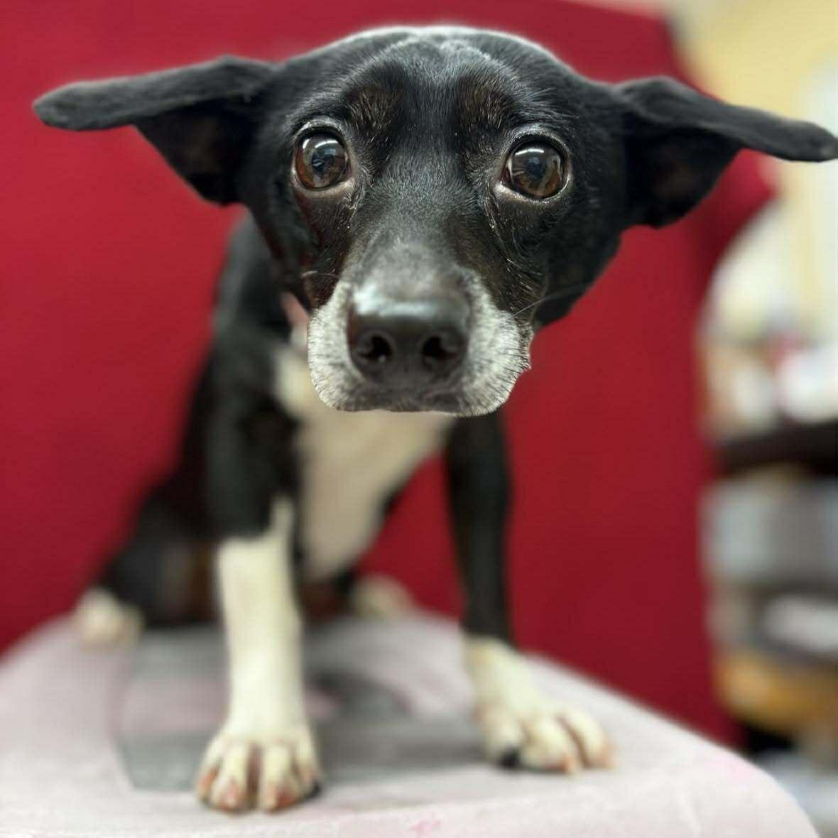 Dahlia, a ADOPTABLE mixed breed in Grants Pass, OR image 2/2