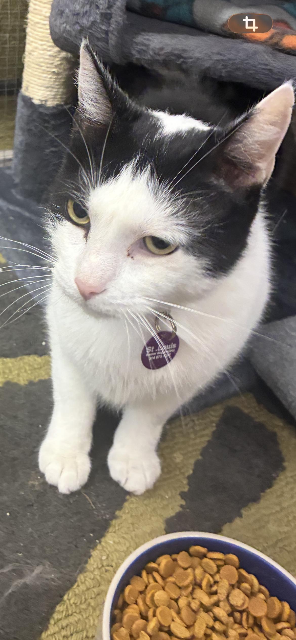 Enlarge Lachlan Dublin , a ADOPTABLE Domestic Short Hair in Saint Louis, MO image 3/3