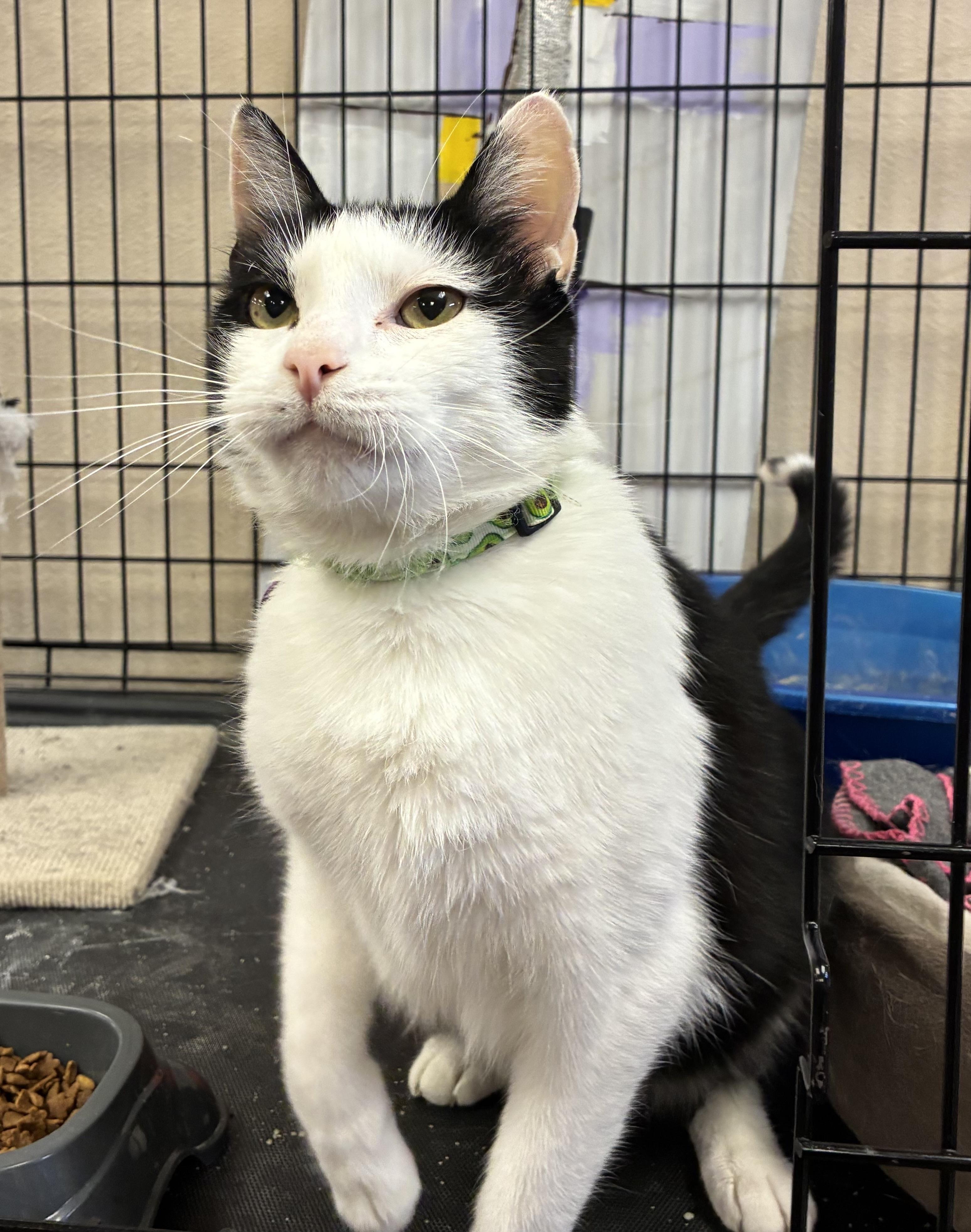 Enlarge Lachlan Dublin , a ADOPTABLE Domestic Short Hair in Saint Louis, MO image 3/3