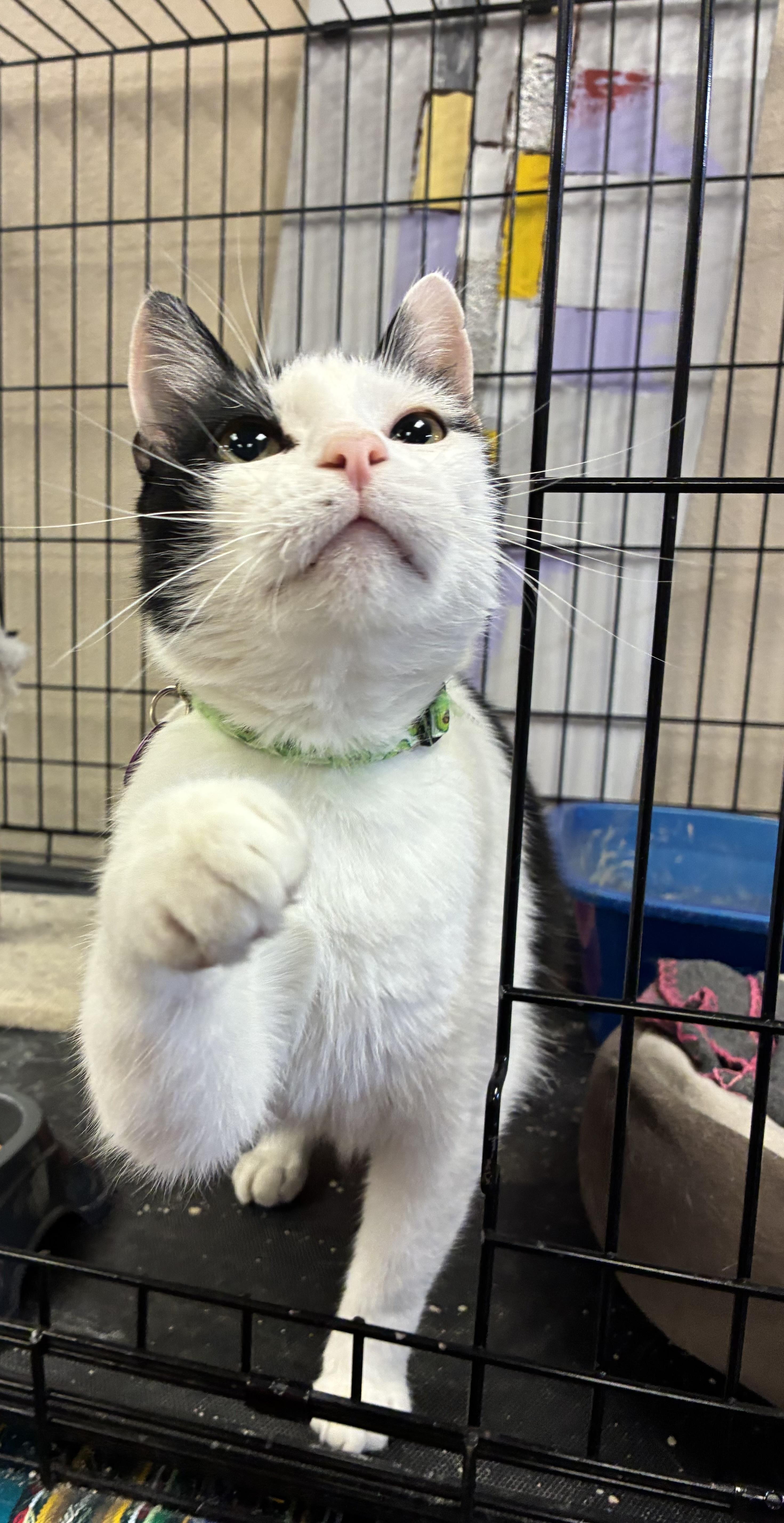 Lachlan Dublin , ADOPTABLE, Adult Male Domestic Short Hair.