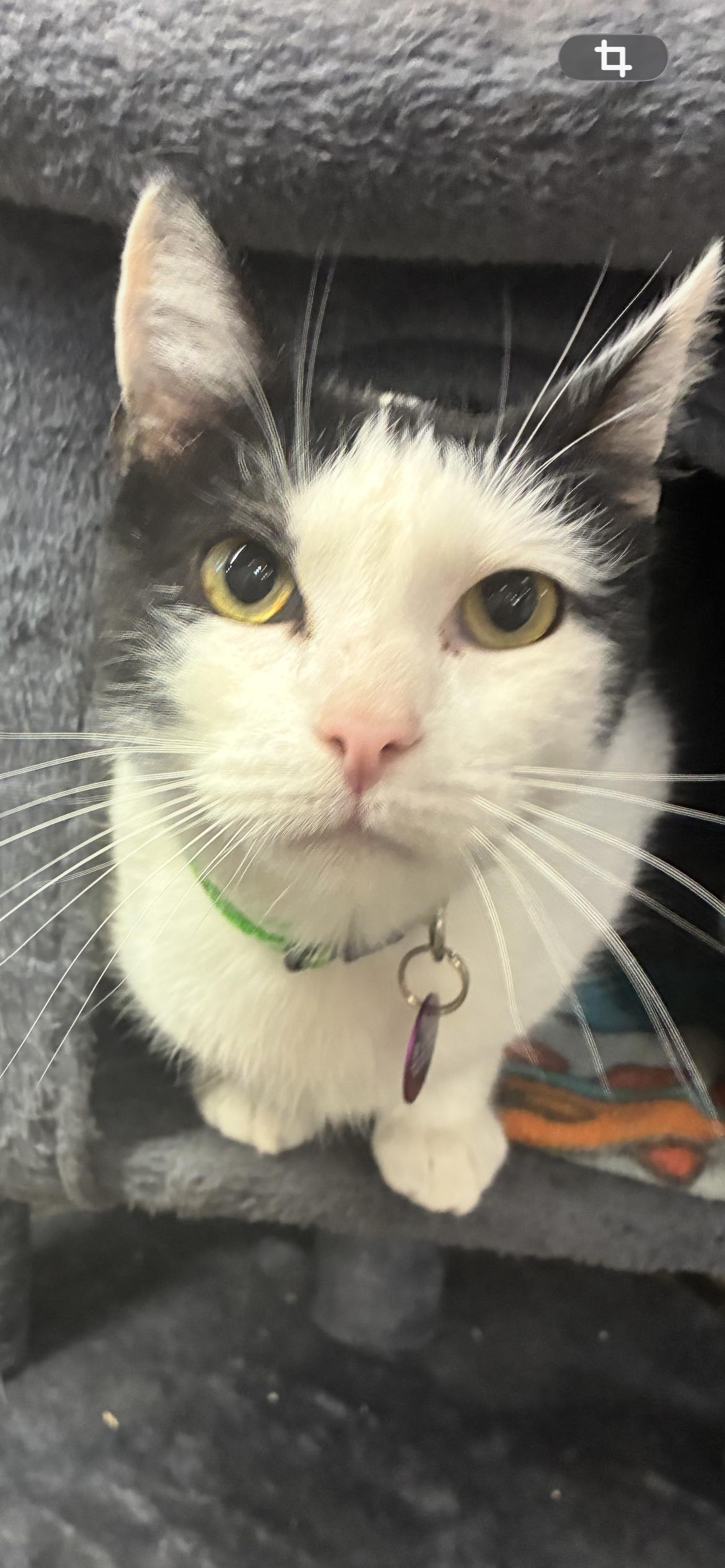 Enlarge Lachlan Dublin , a ADOPTABLE Domestic Short Hair in Saint Louis, MO image 2/3