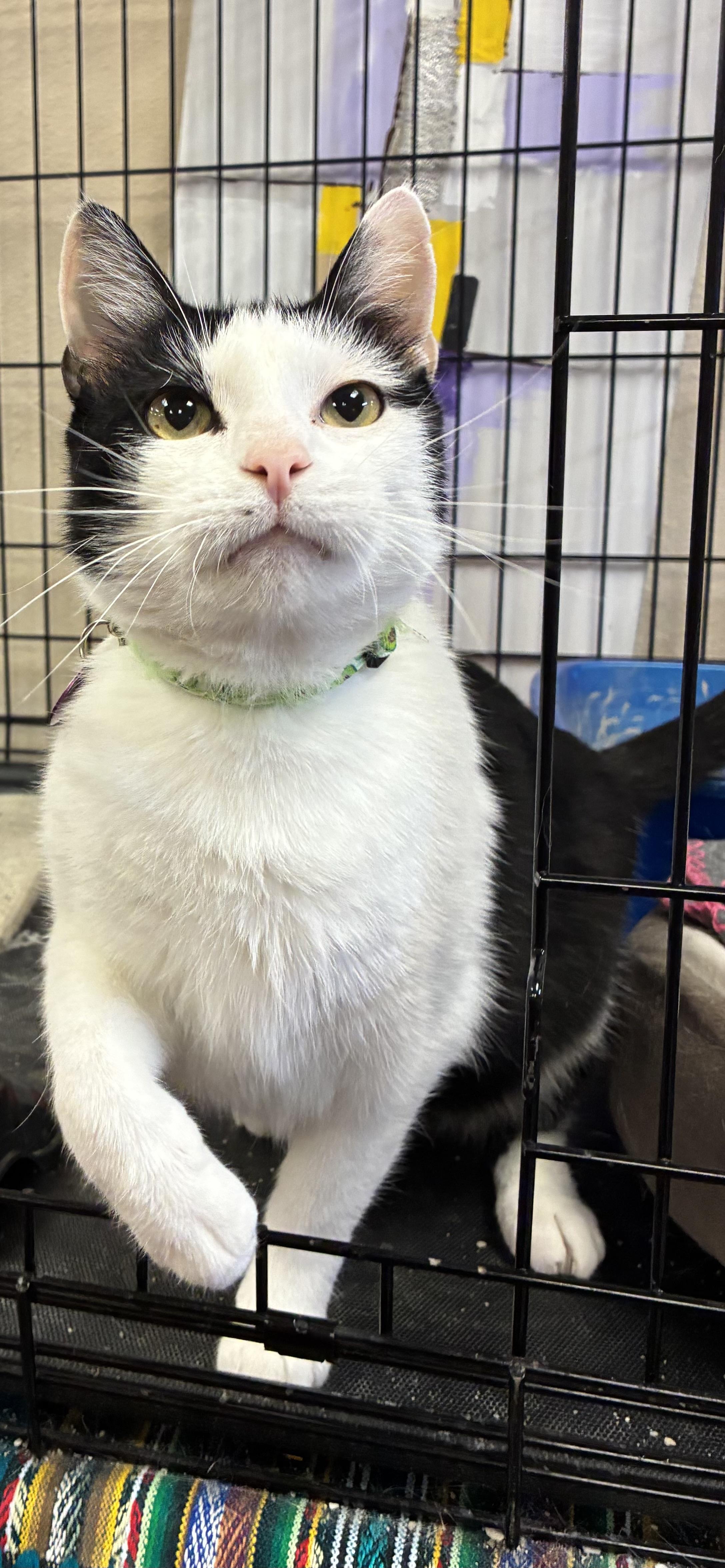 Enlarge Lachlan Dublin , a ADOPTABLE Domestic Short Hair in Saint Louis, MO image 2/3
