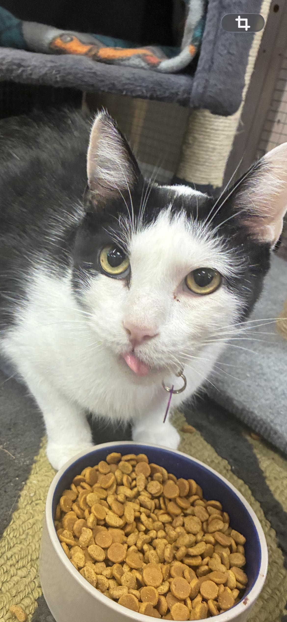 Lachlan Dublin , ADOPTABLE, Adult Male Domestic Short Hair.