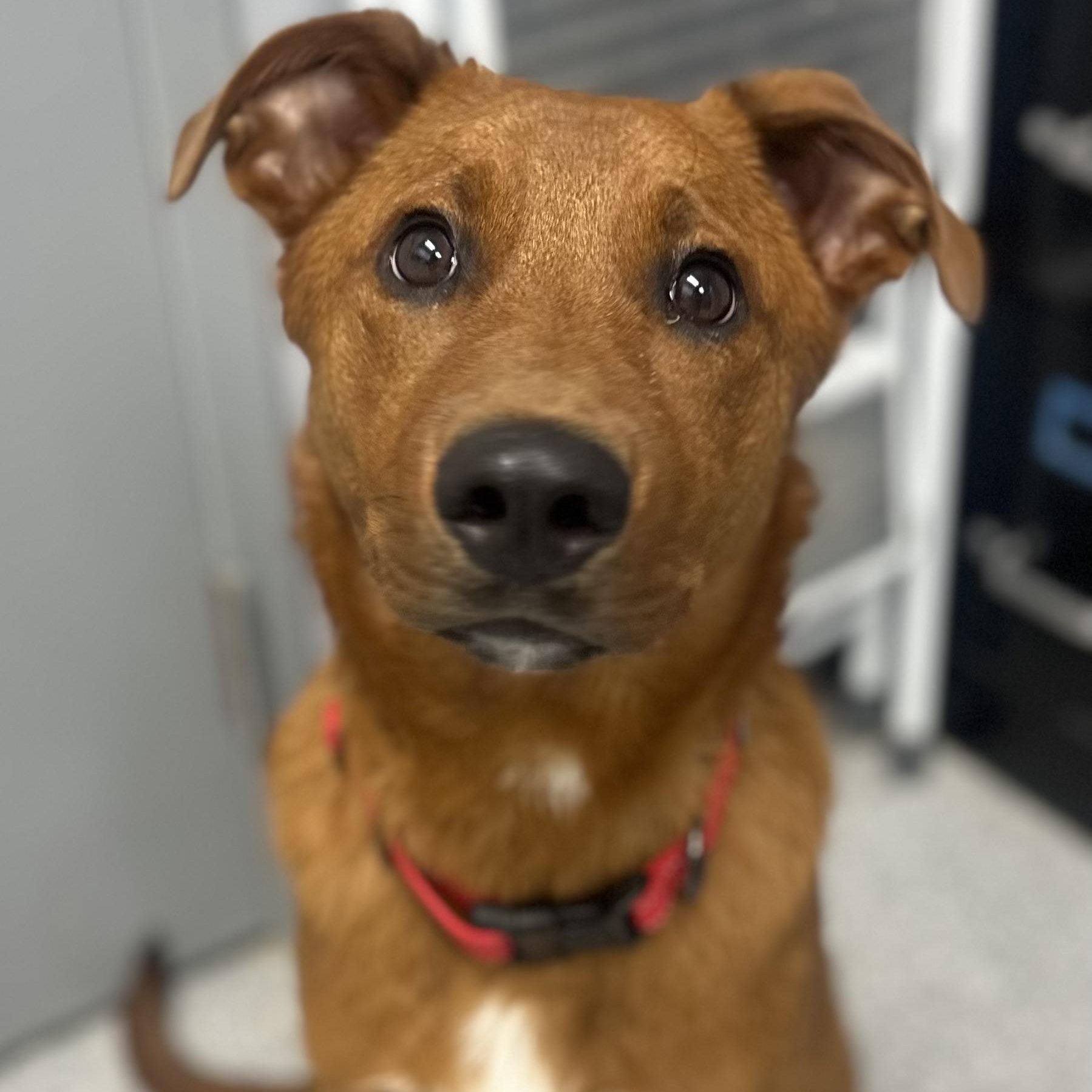 Carmine, Young Male Labrador Retriever