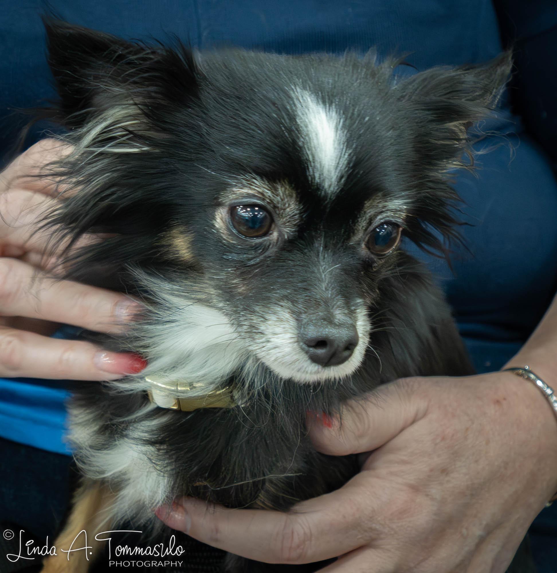 Leila, an adoption pending mixed breed in Albany, NY image 1/6