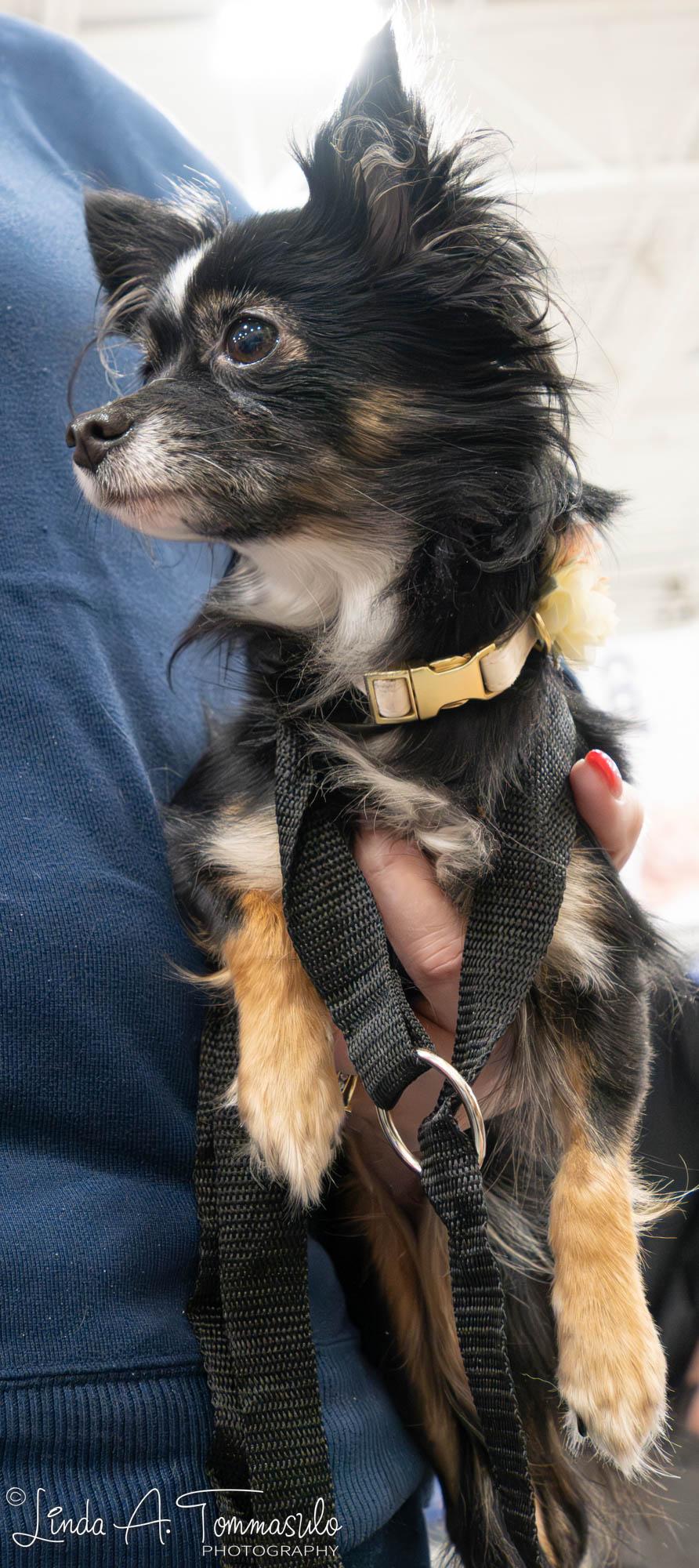 Leila, an adoption pending mixed breed in Albany, NY image 2/6