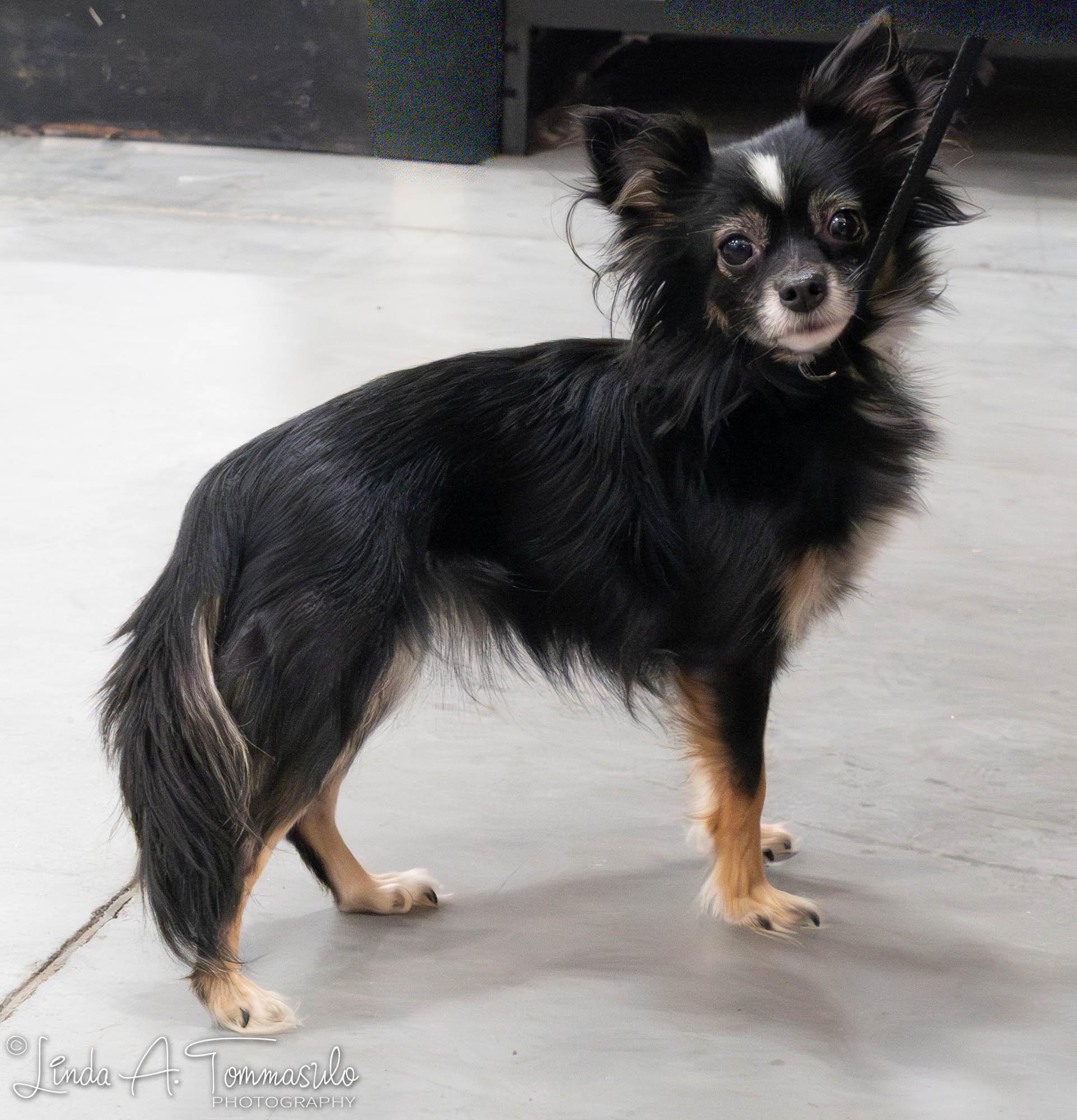 Leila, an adoption pending mixed breed in Albany, NY image 3/6