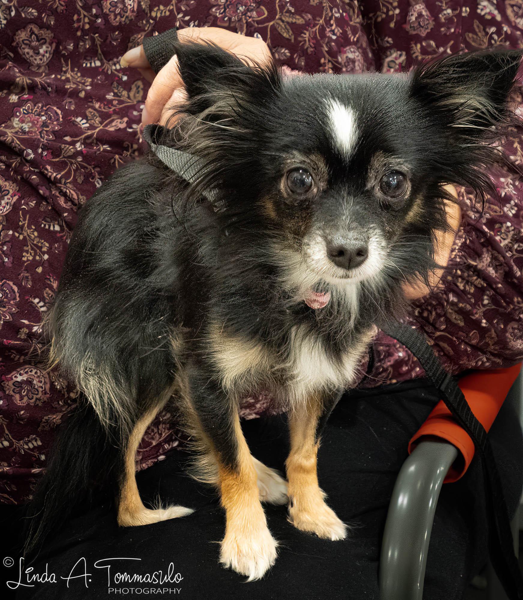 Leila, an adoption pending mixed breed in Albany, NY image 4/6